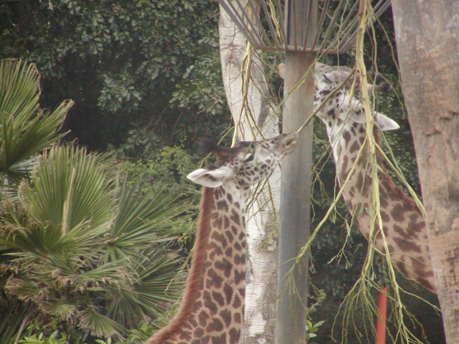 Horn and Hoof Mesa - Masai Giraffe