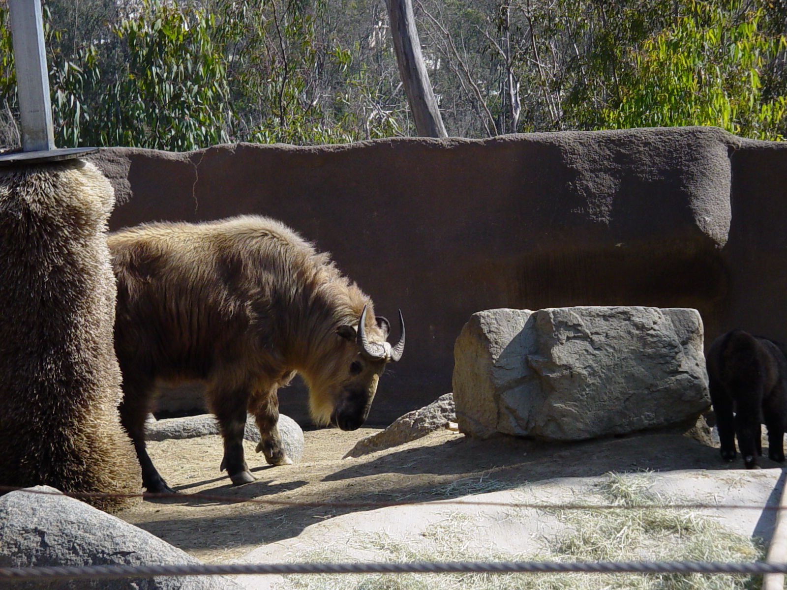 Horn and Hoof Mesa - Sichuan Takin