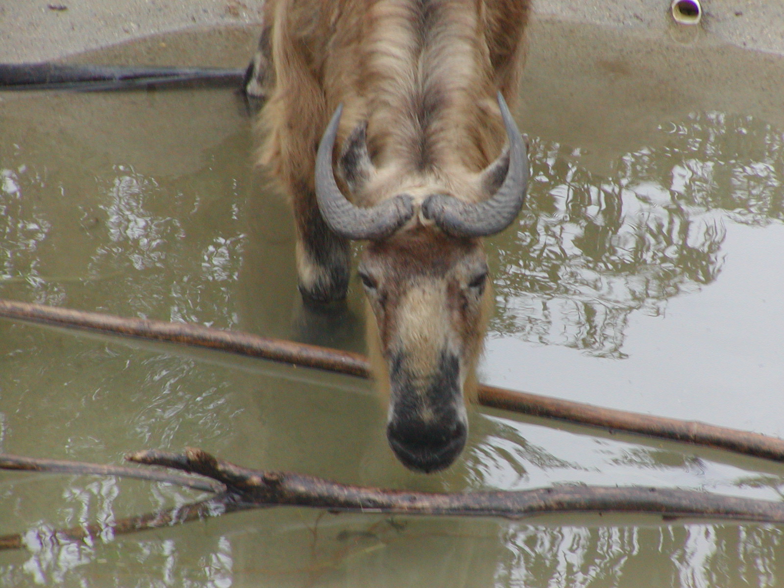 Horn and Hoof Mesa - Sichuan Takin