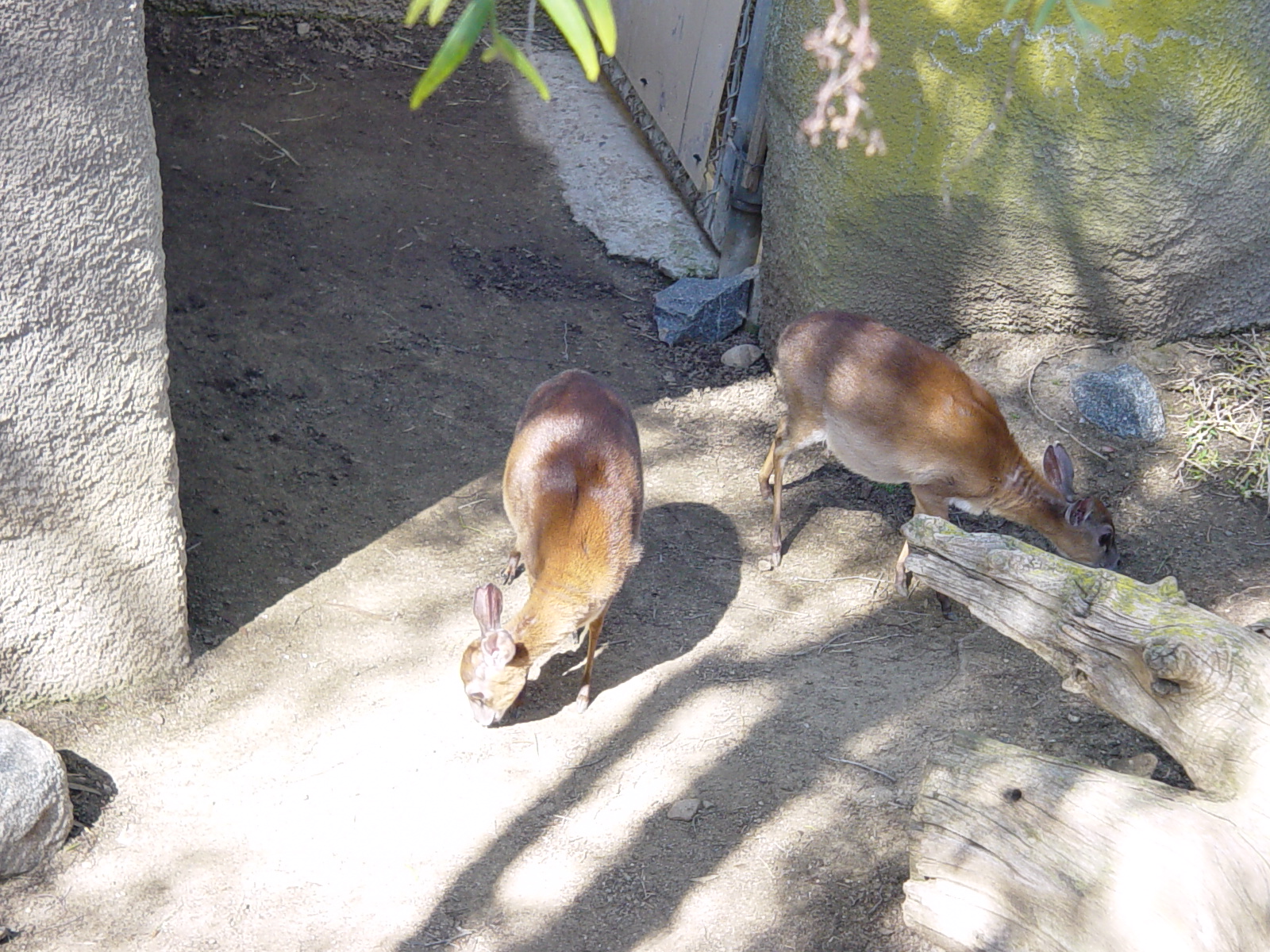 Horn and Hoof Mesa - Zulu Suni