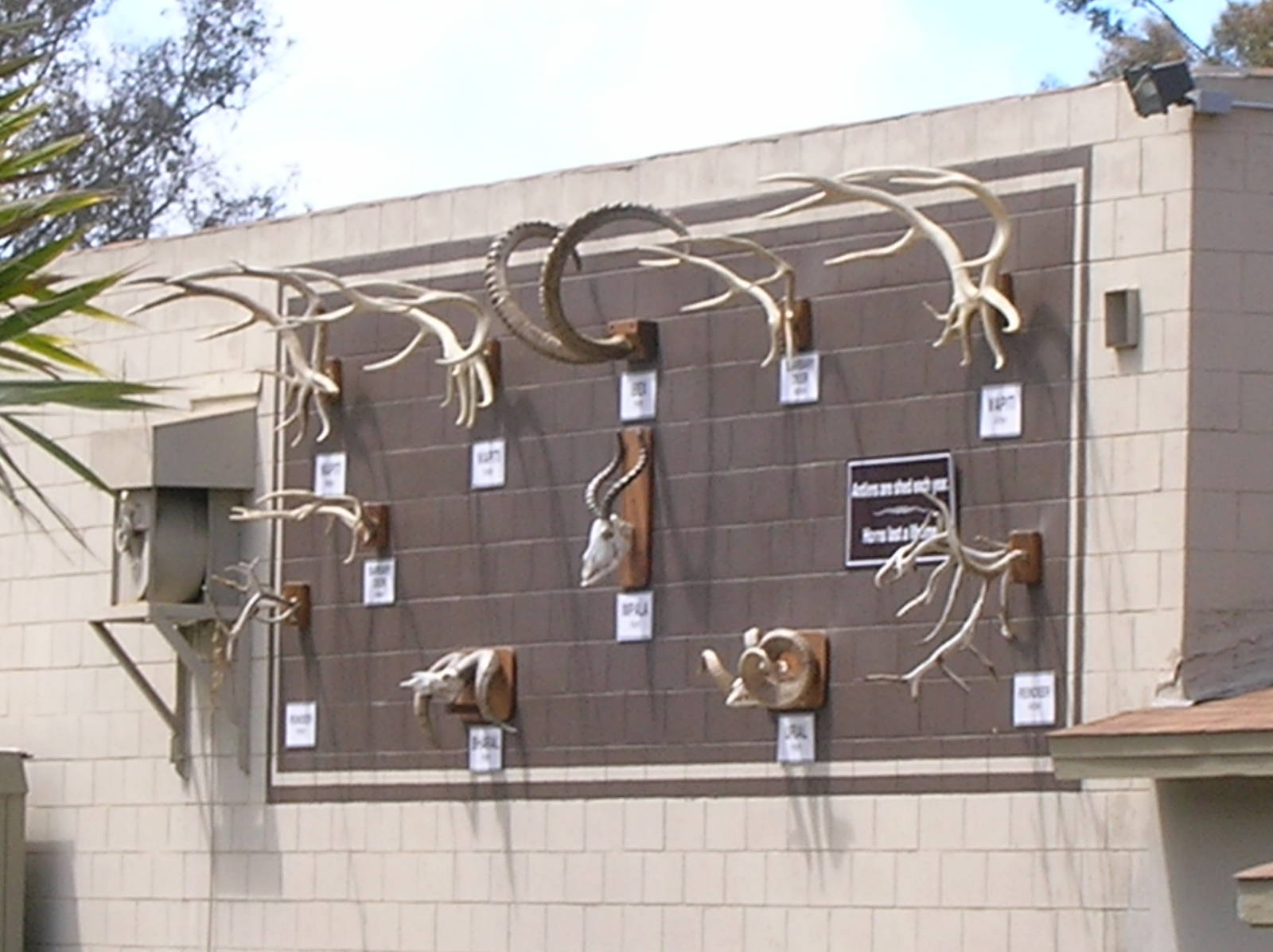Horn & Antler Display 4-8-09