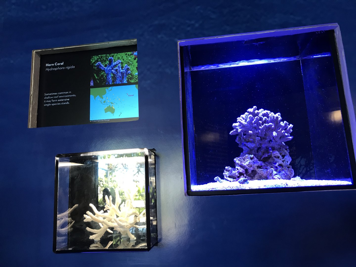 Horn coral exhibit