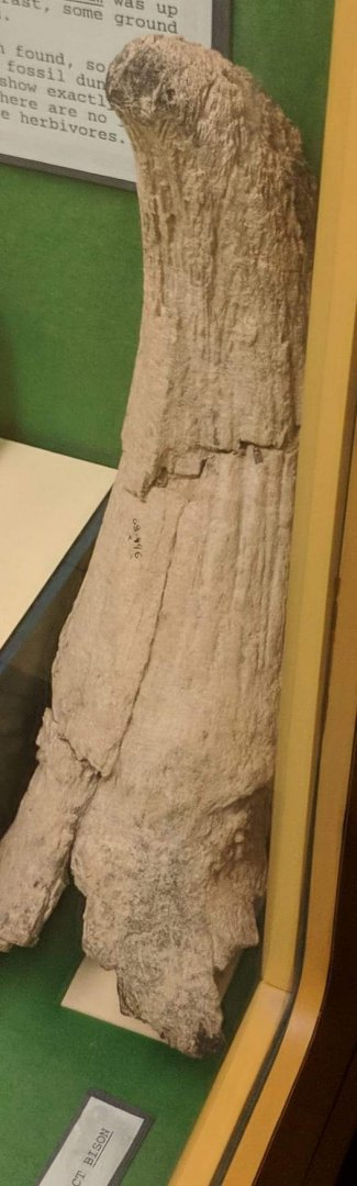 Horn core of Bison latifrons