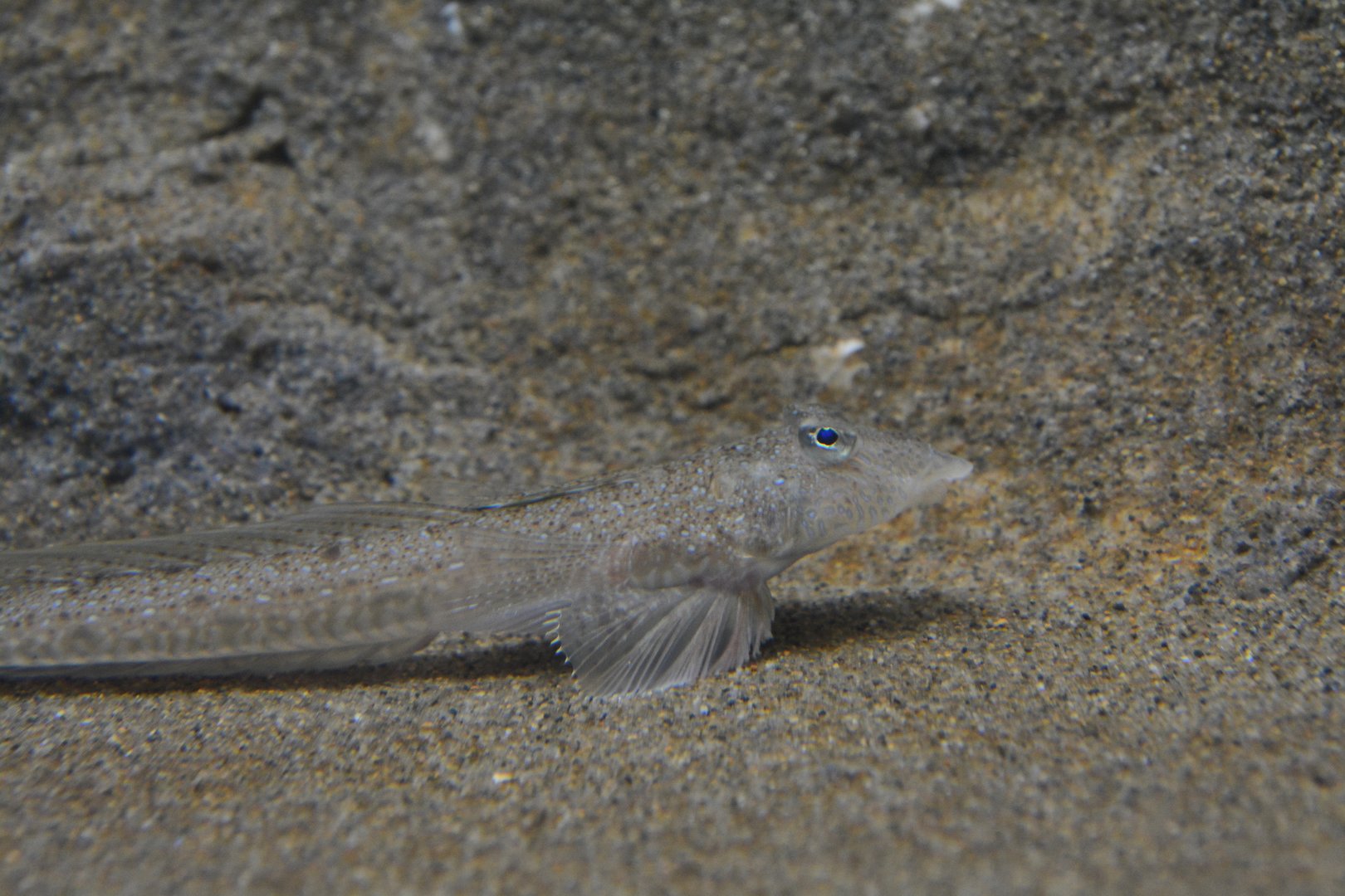 Horn dragonet (Callionymus curvicornis)