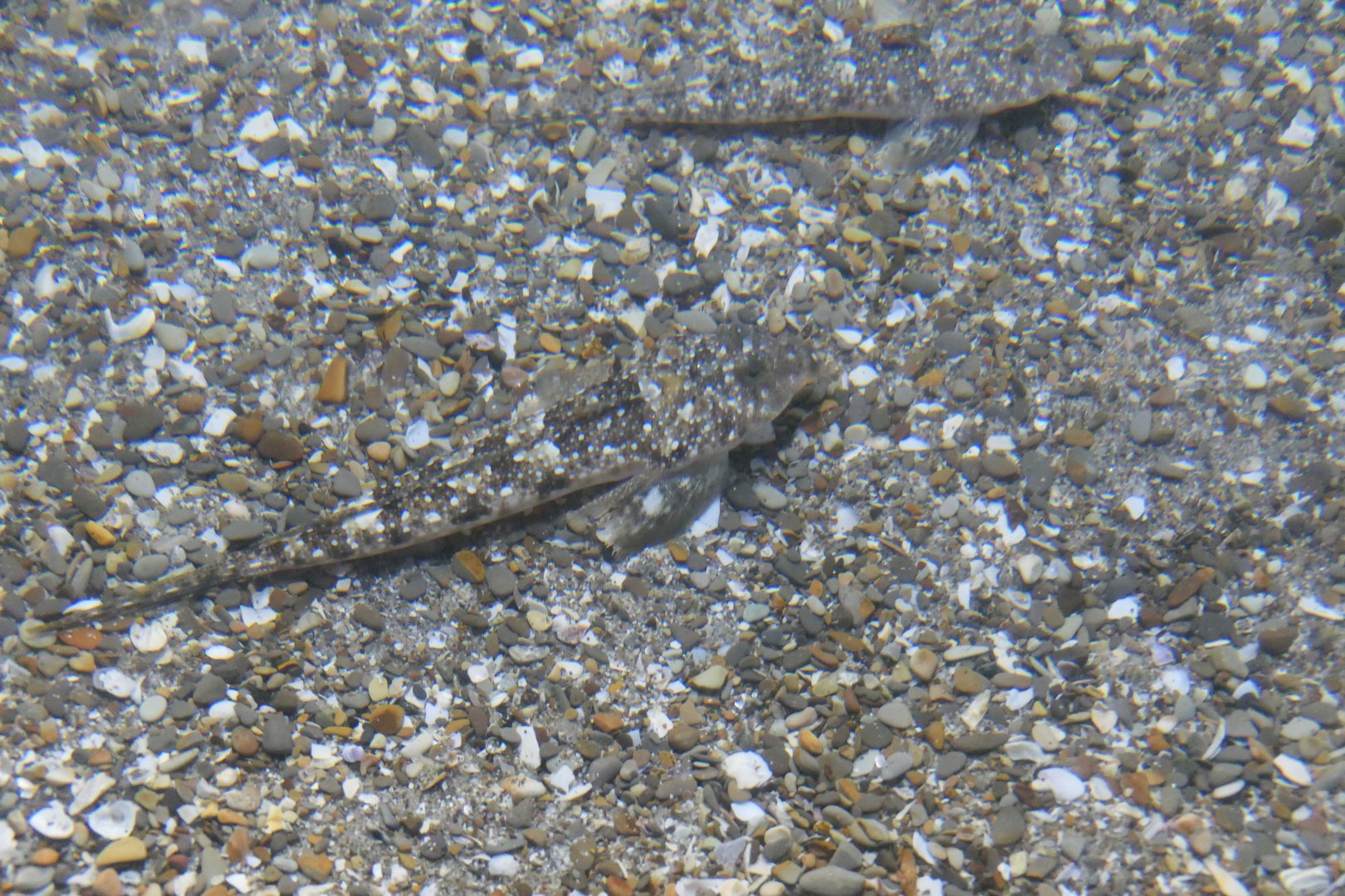 Horn Dragonet (Repomucenus curvicornis)