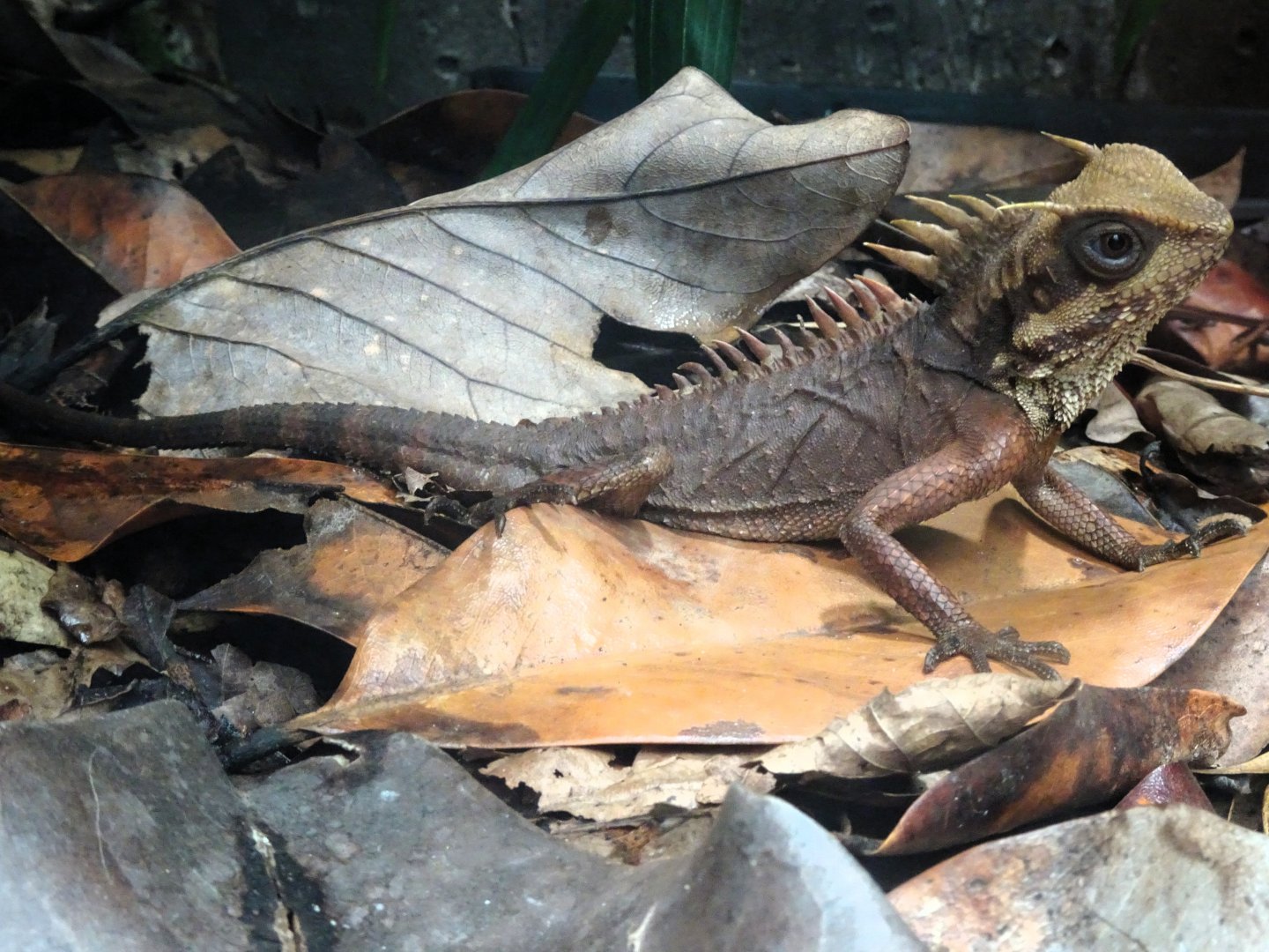 Horn-headed Lizard 24 August 2025