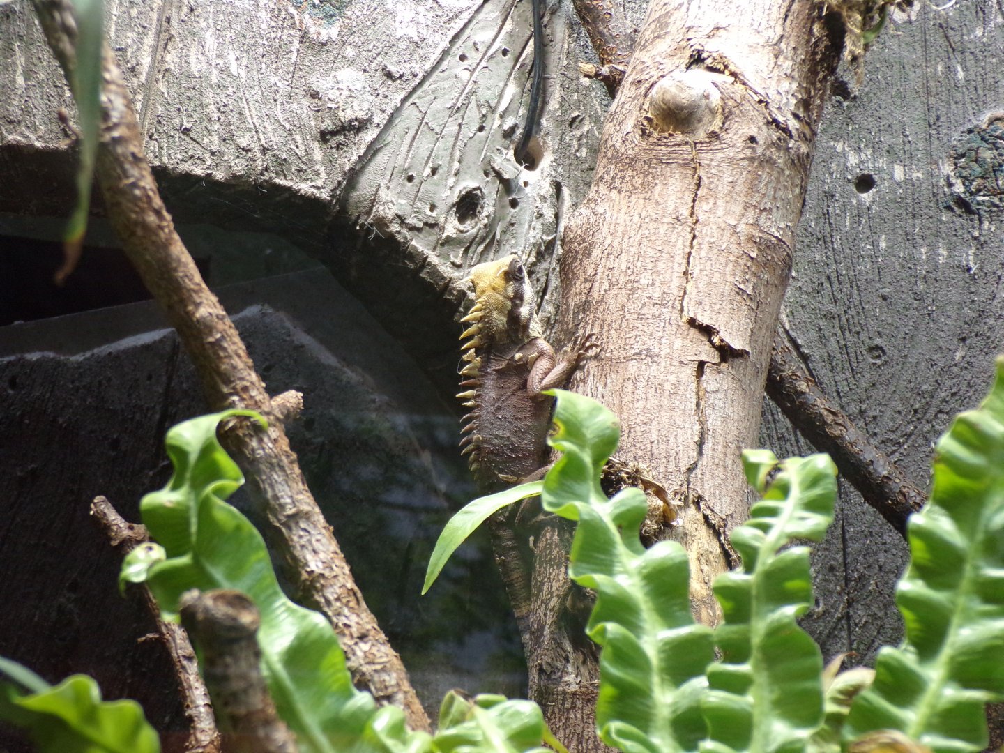 Horn-headed lizard 29.6.24