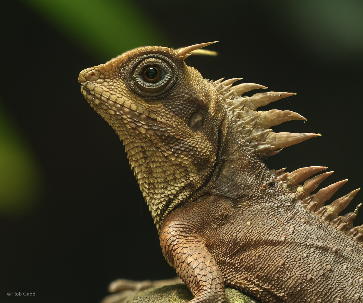 Horn-headed lizard : Chester Zoo : 06 Sep 2025