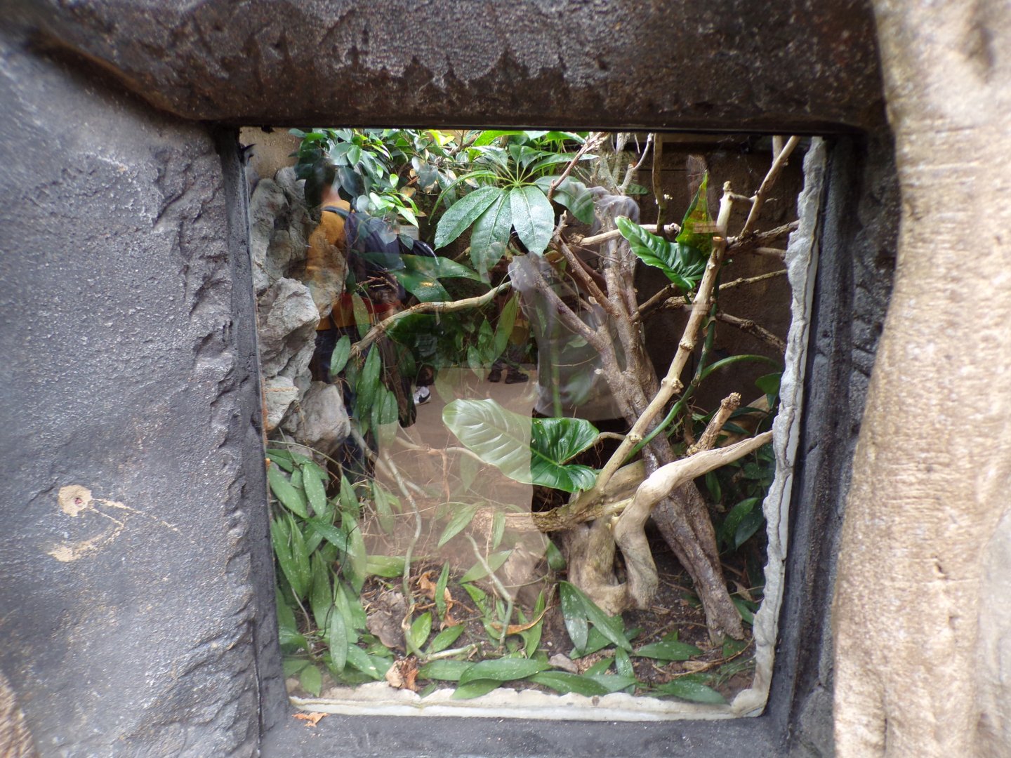 Horn-headed lizard terrarium 29.6.24