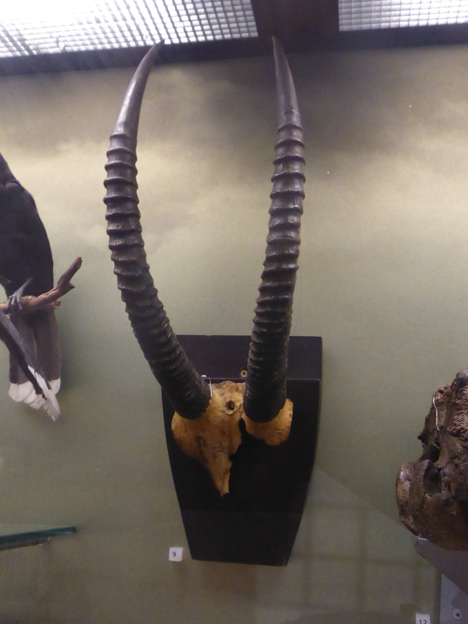 Horn mount of Bluebuck (Hippotragus leucophaeus)  at National Museum of Scotland, Edinburgh