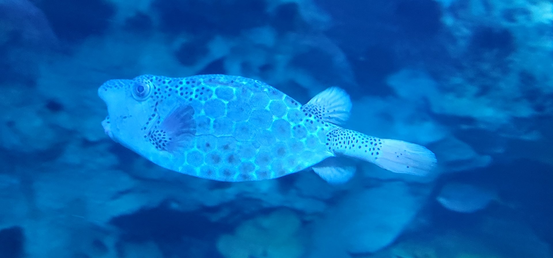 Horn-nose Boxfish