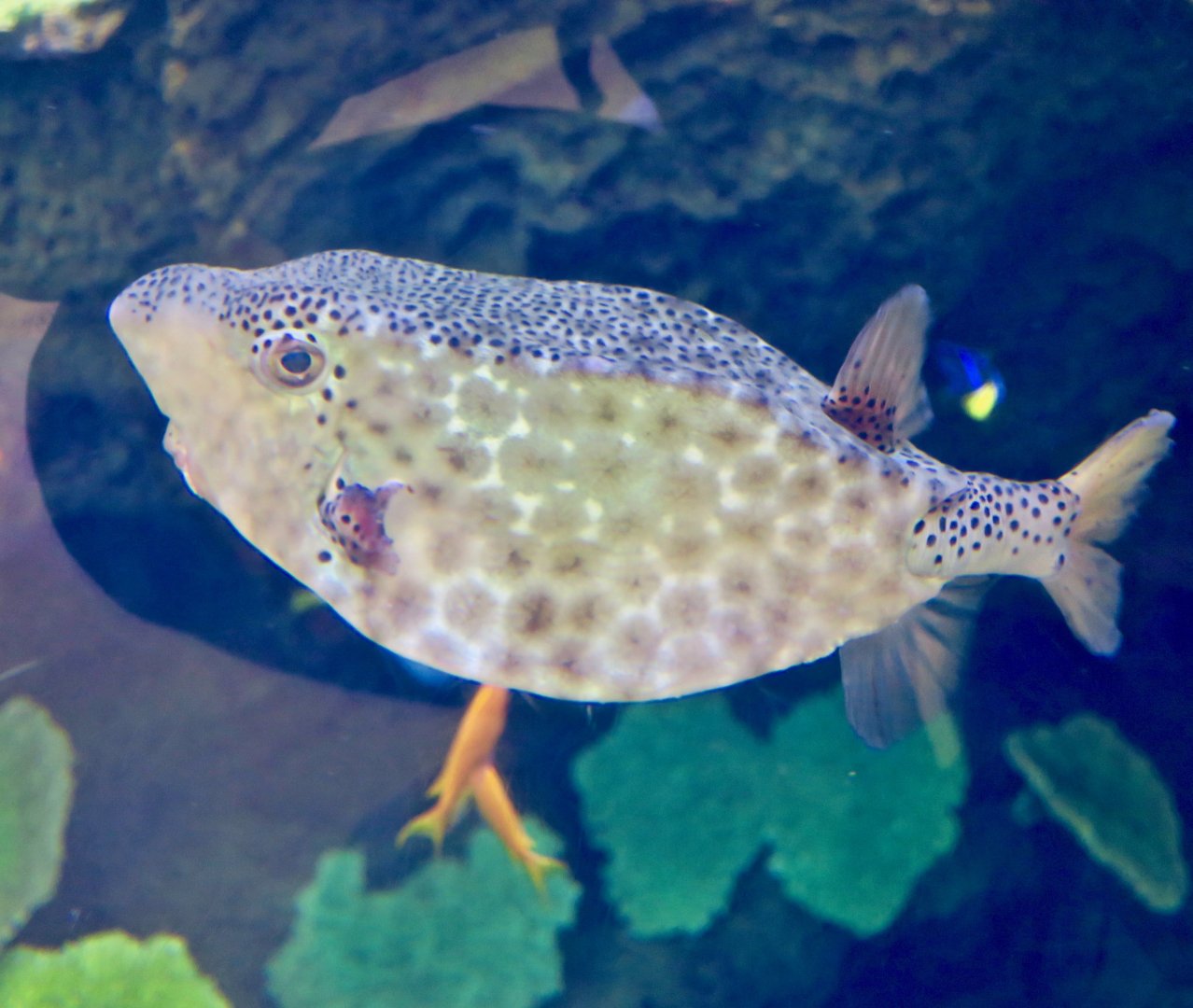 Horn-Nosed Boxfish (Ostracion rhinorhynchos)