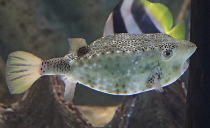 Horn-nosed boxfish (Ostracion rhinorhynchos)