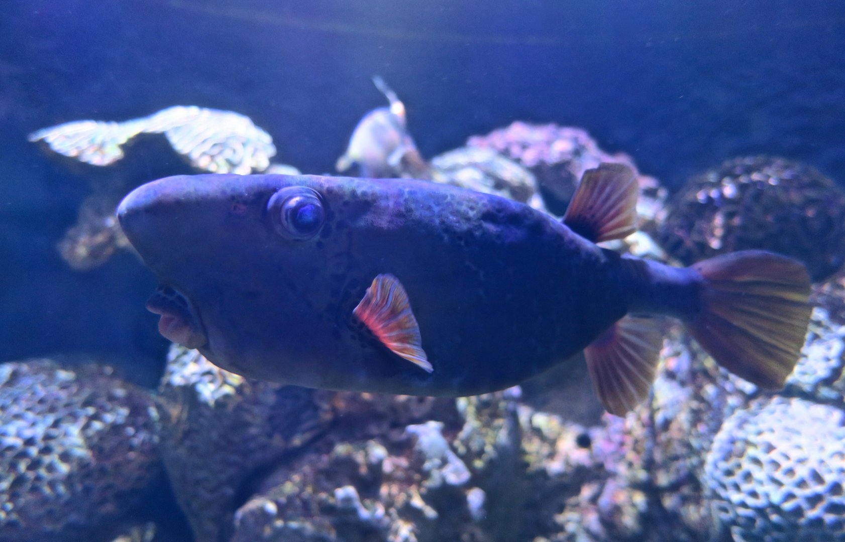 Horn-Nosed Boxfish (Ostracion rhinorhynchos)