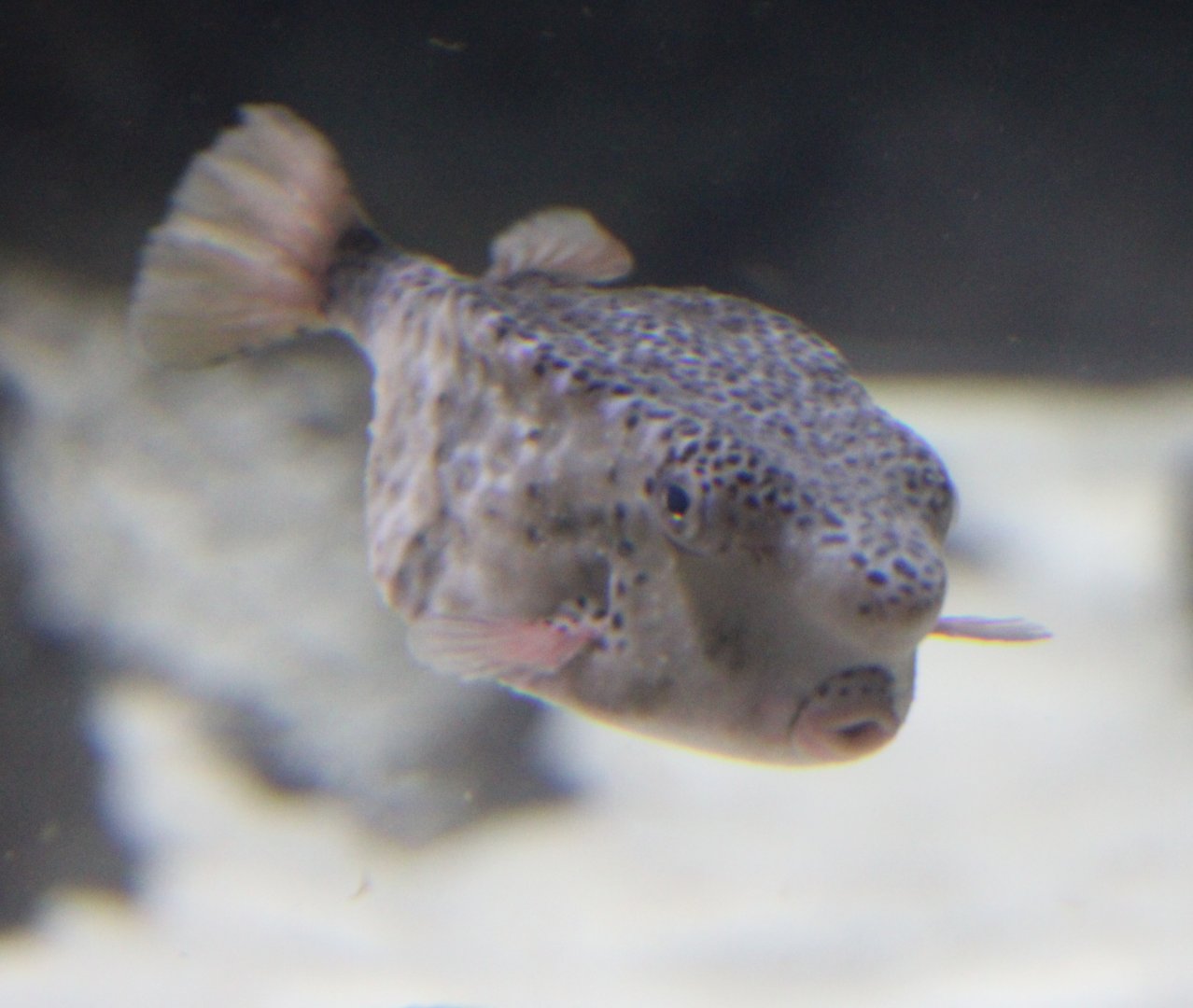 Horn-nosed boxfish - Ostracion rhynorhynchus ( syn. Rhynochostrcion rhynorhynchus )