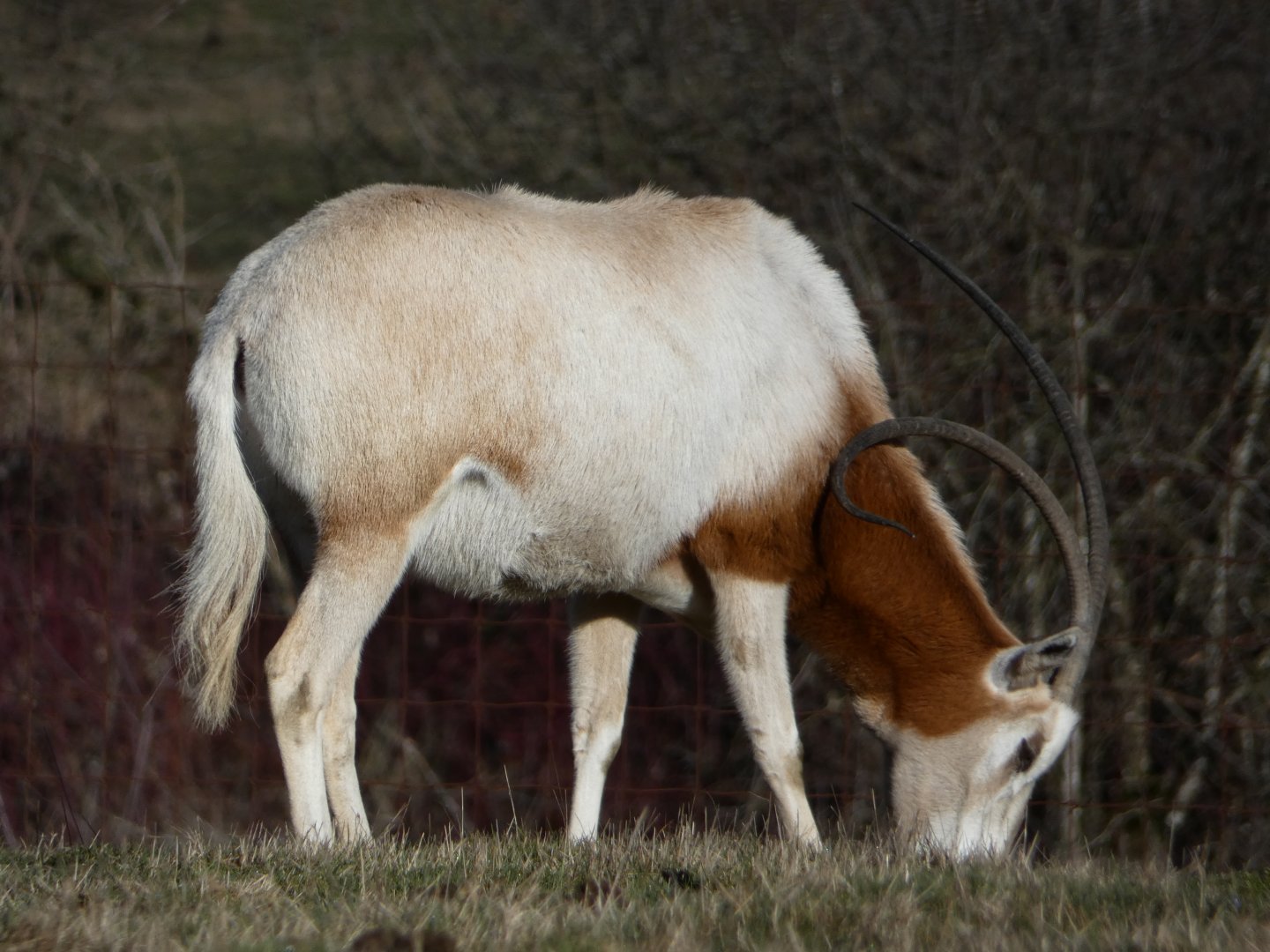 Horn oddity (Scimitar-horned oryx)