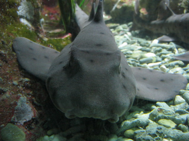 Horn Shark 2015.