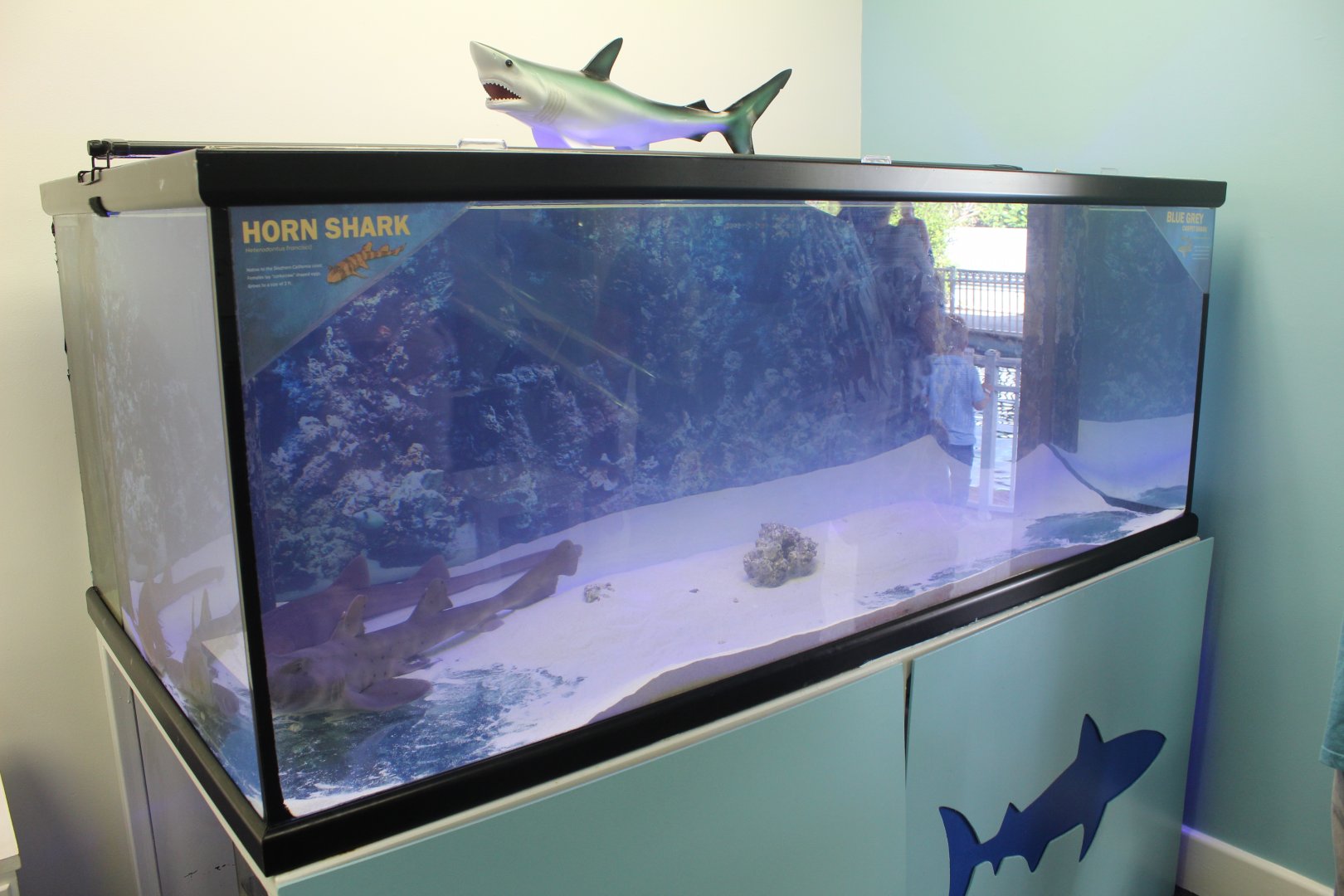 Horn Shark & Blue Grey Carpet Shark Tank