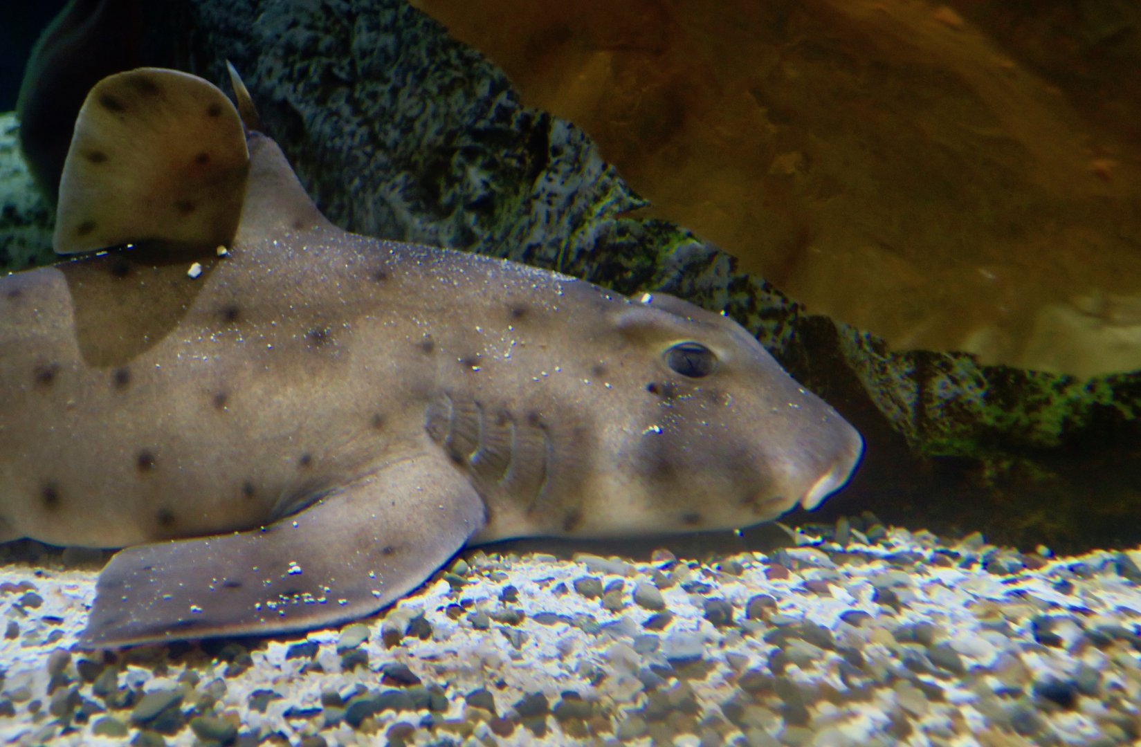 Horn Shark (Heterodontus francisci)
