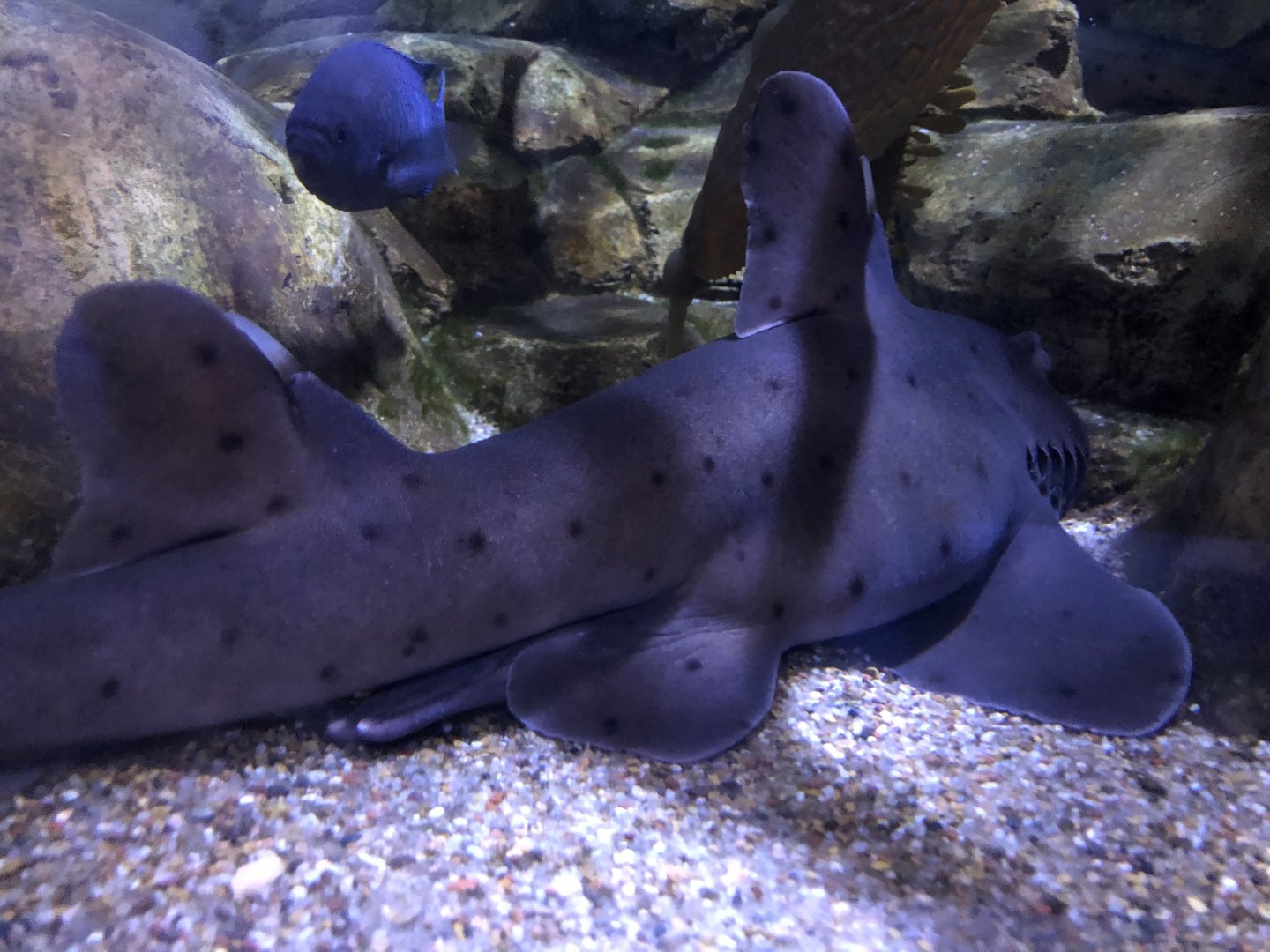 Horn shark, Heterodontus francisci