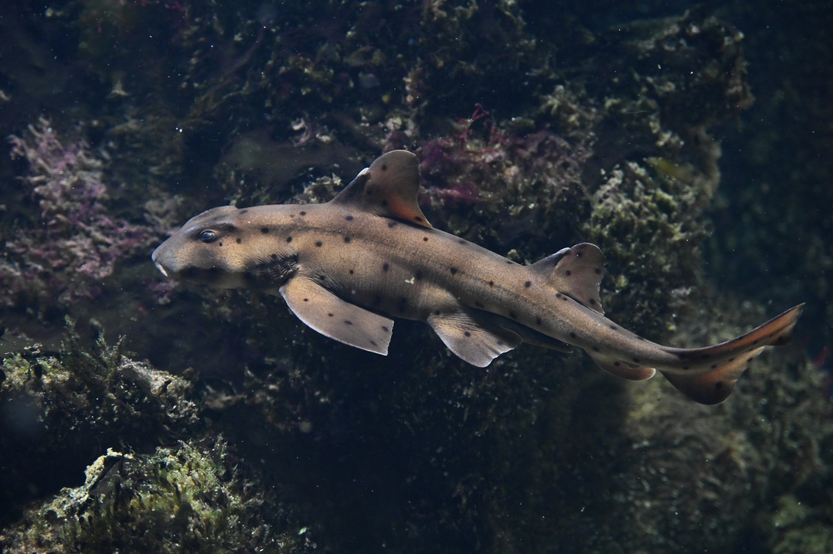 Horn shark Heterodontus francisci