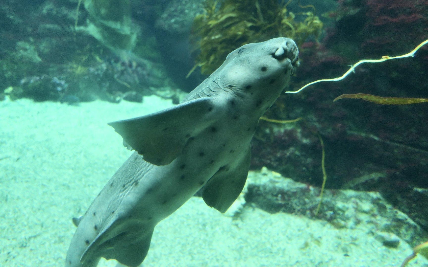 Horn Shark (Heterodontus francisci)