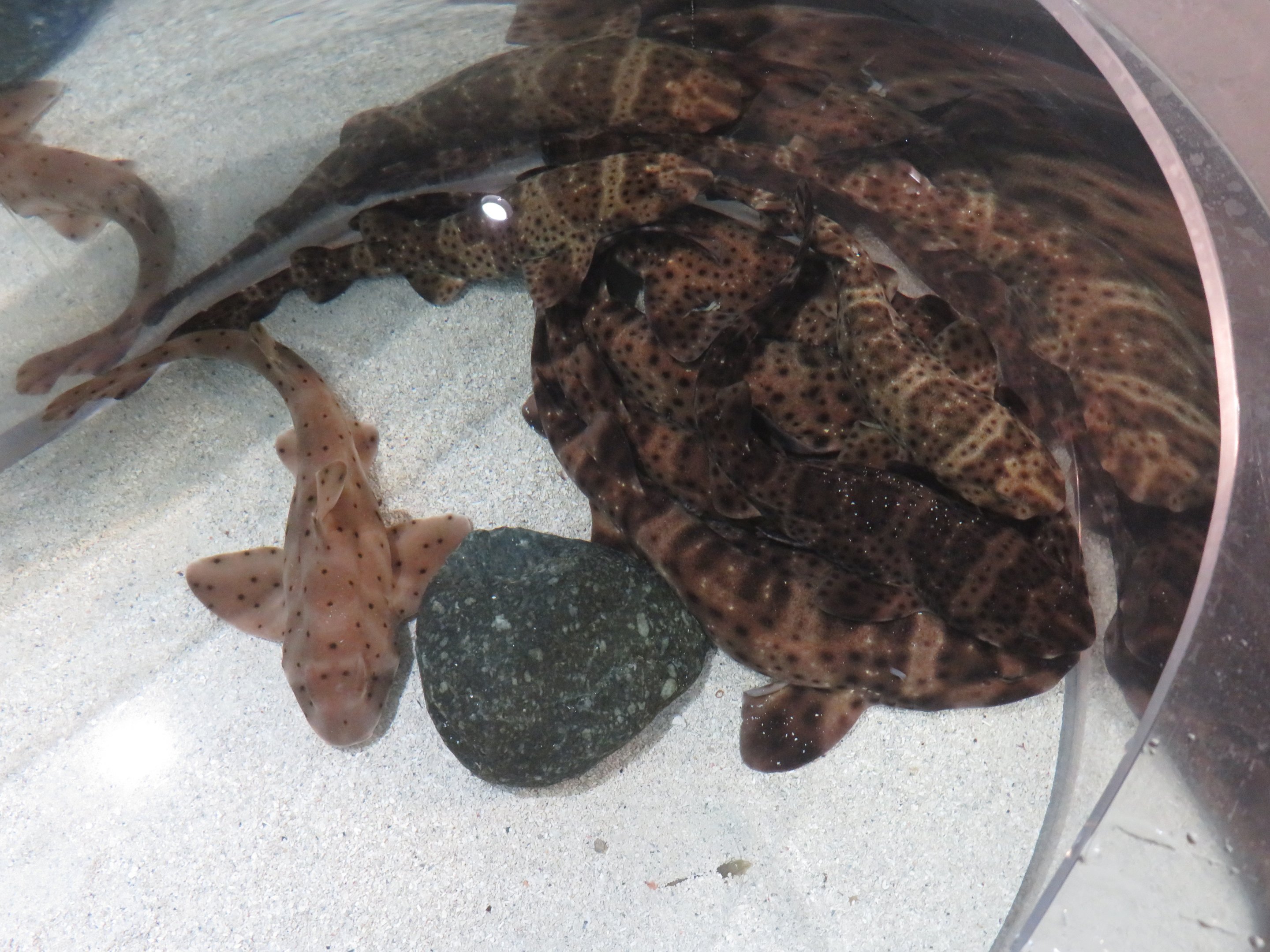 Horn Shark & Swell Sharks