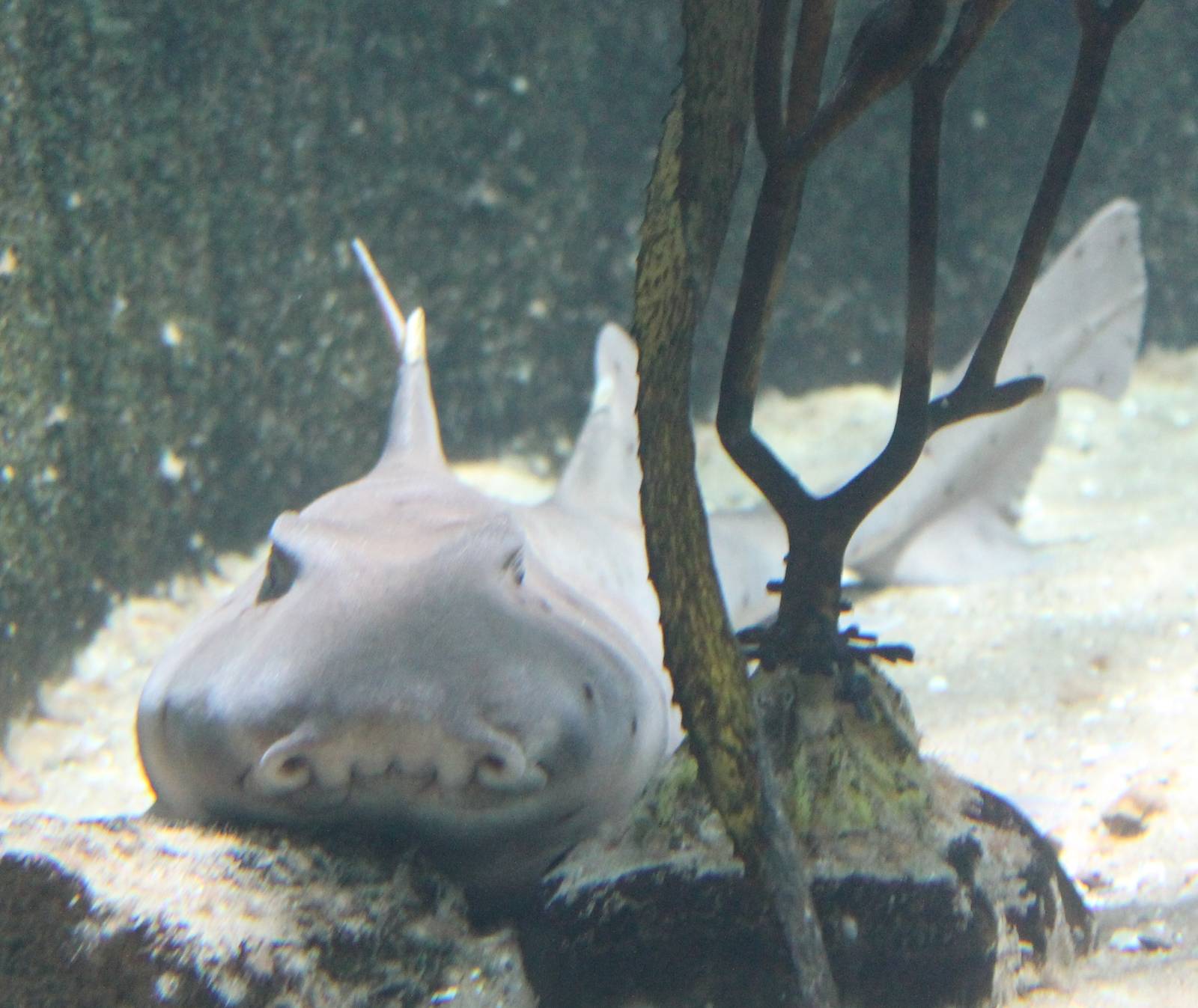 Horn shark