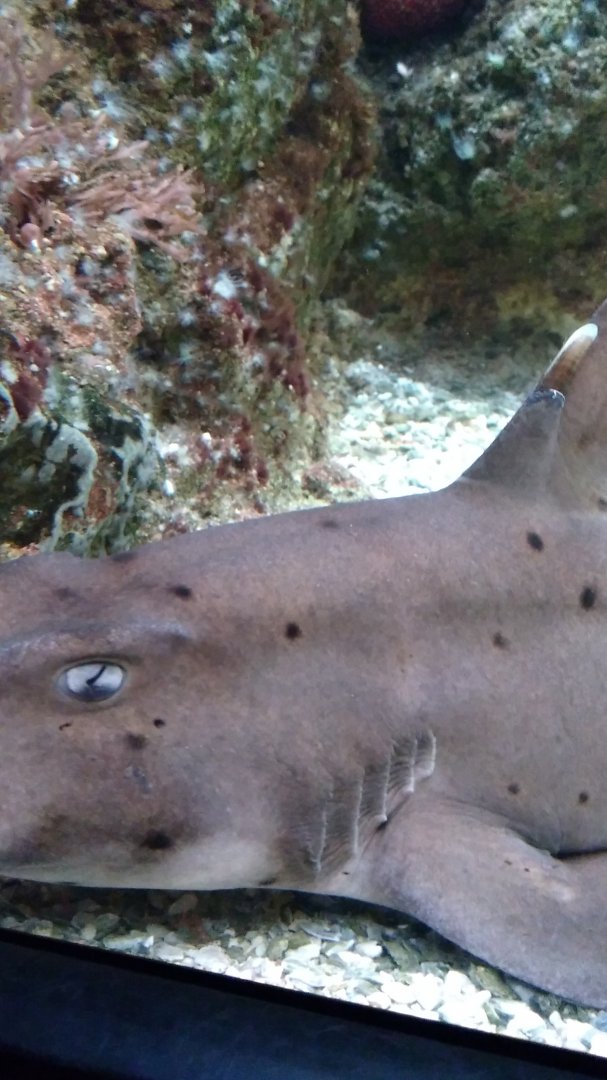 Horn shark