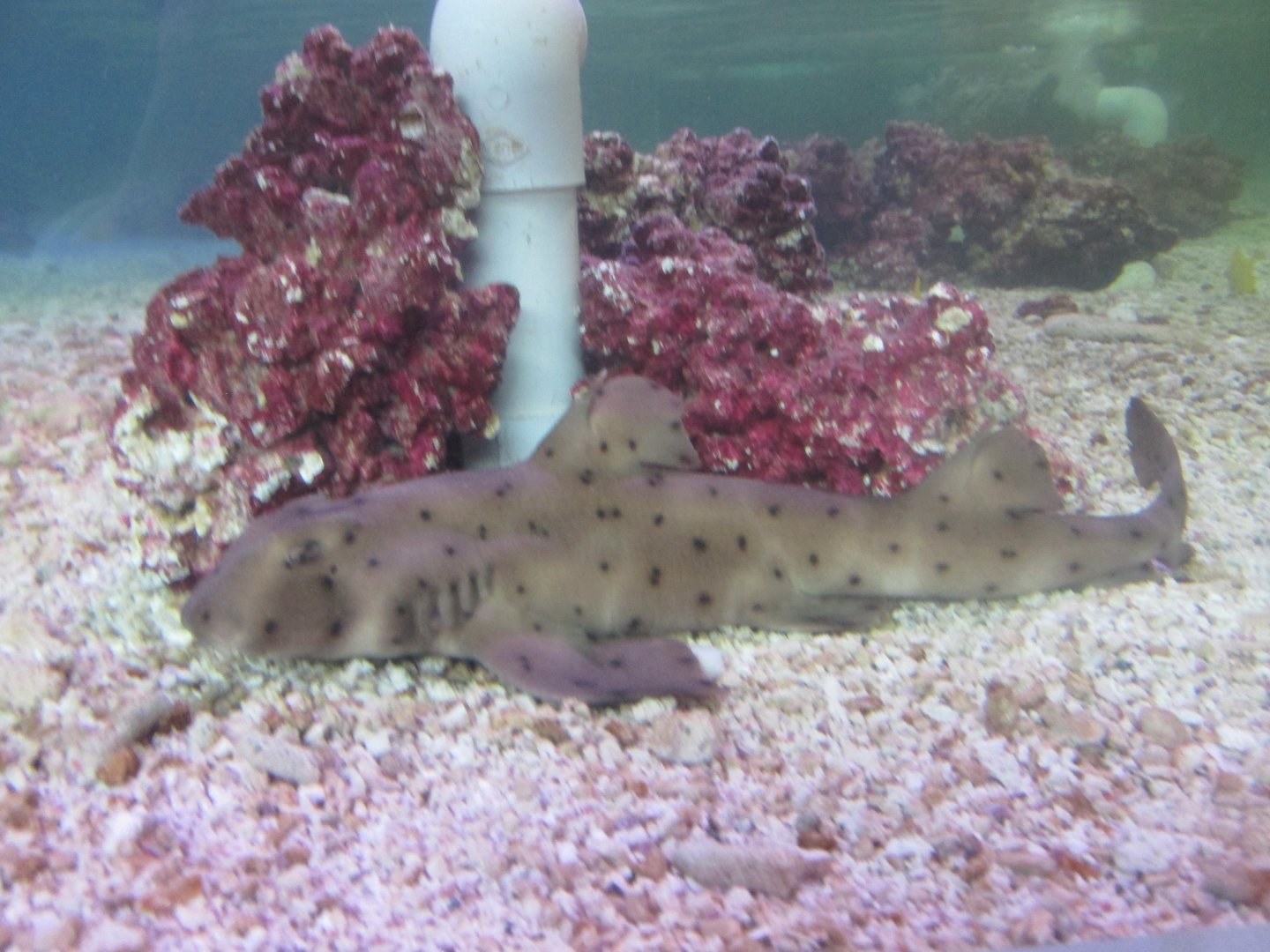 horn shark