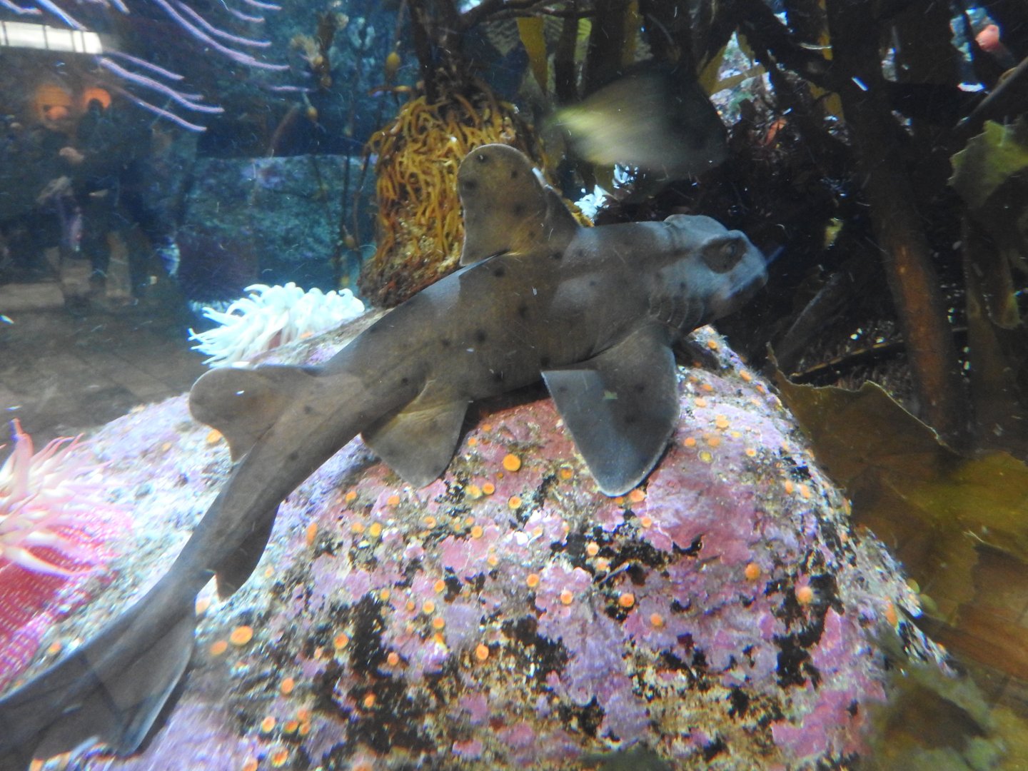 Horn Shark