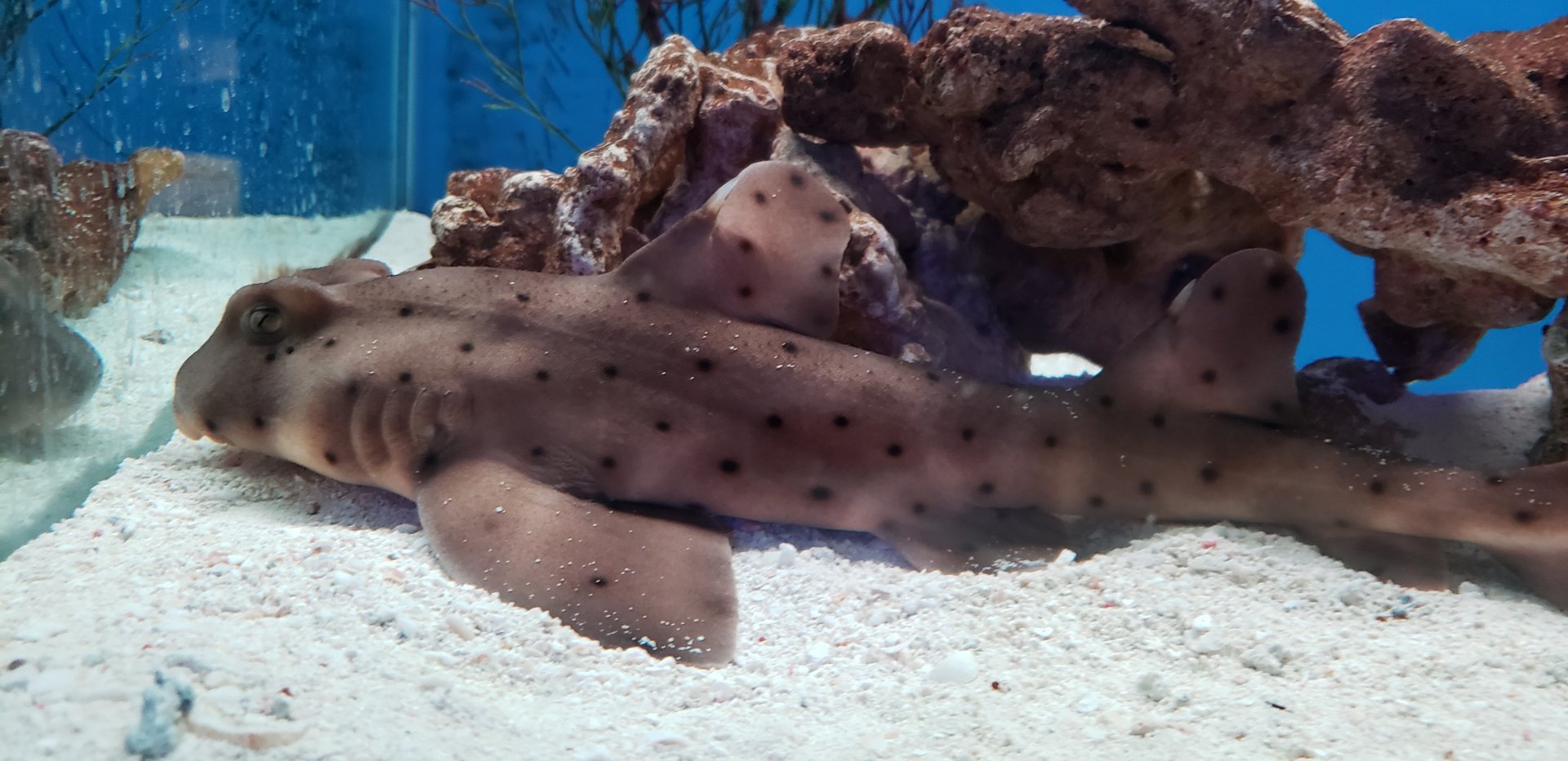 Horn Shark