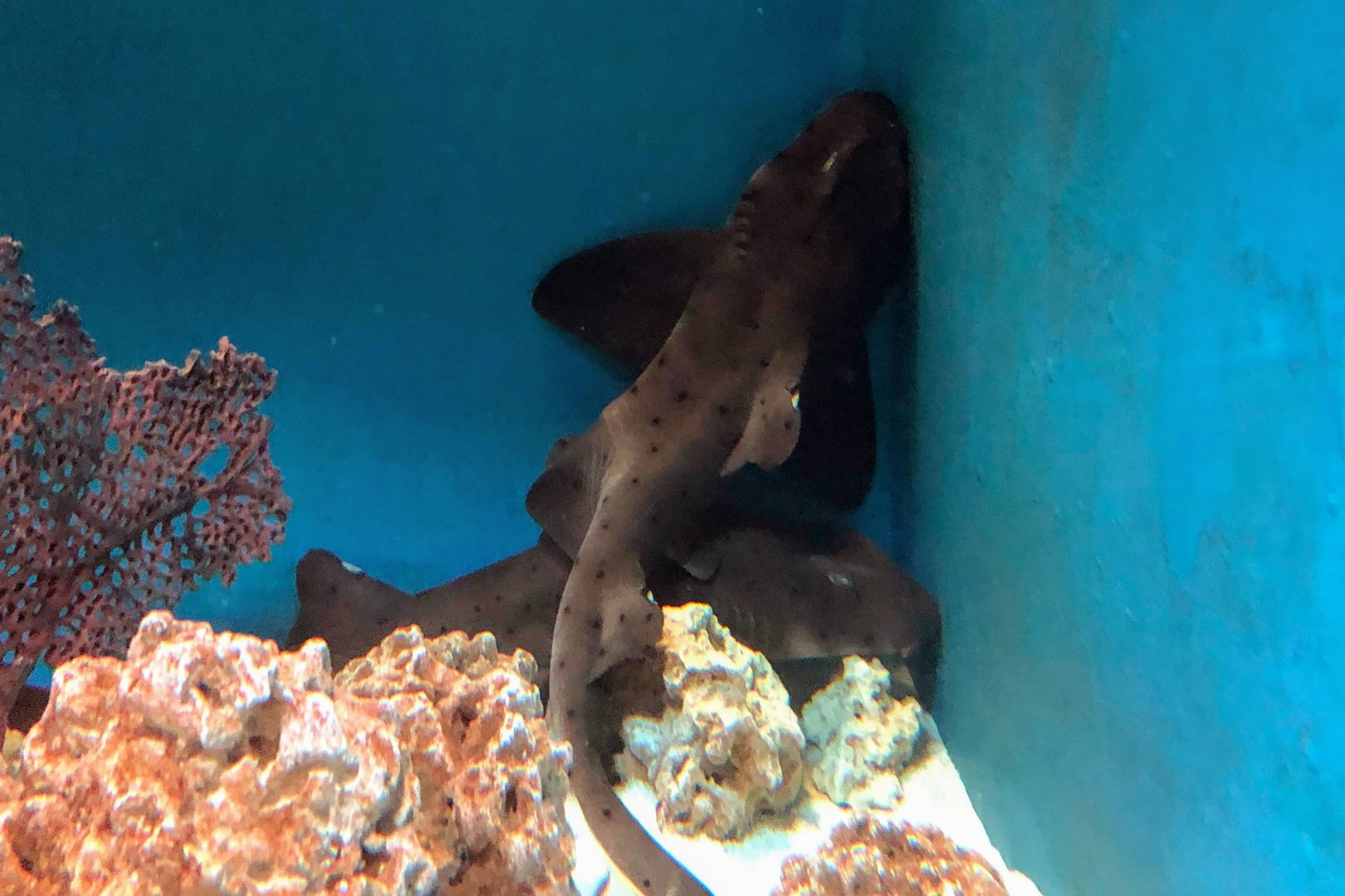 Horn Shark