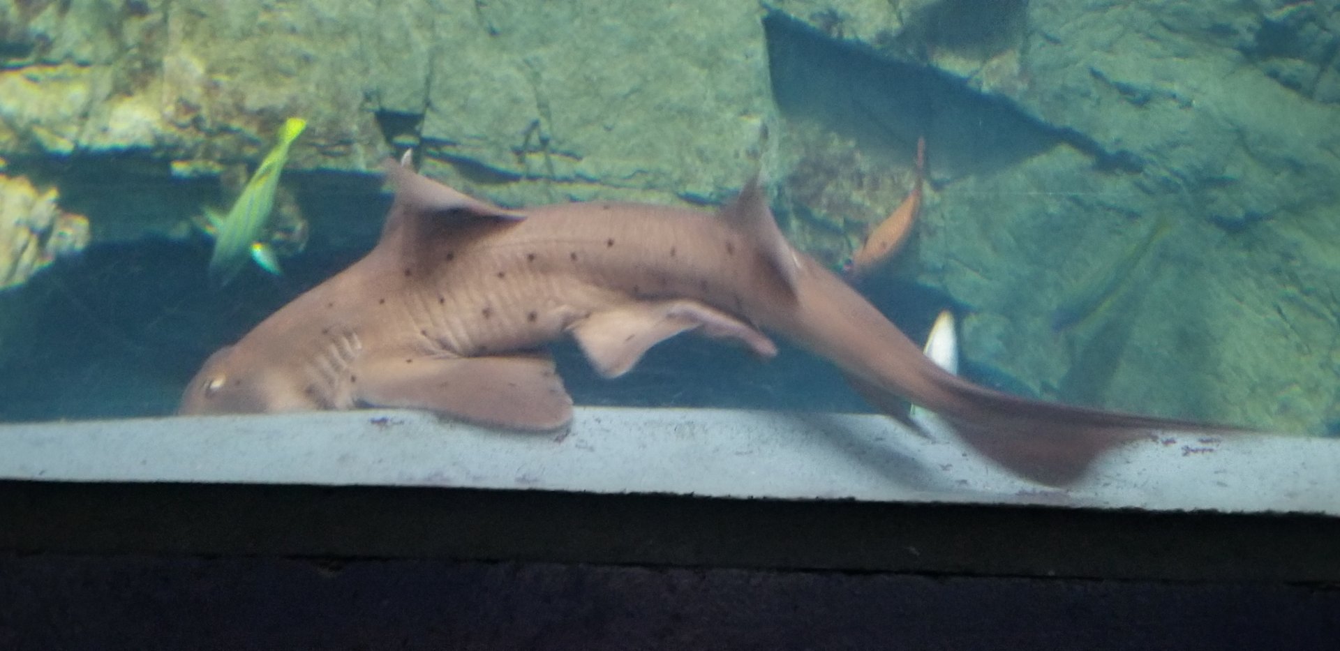 Horn Shark