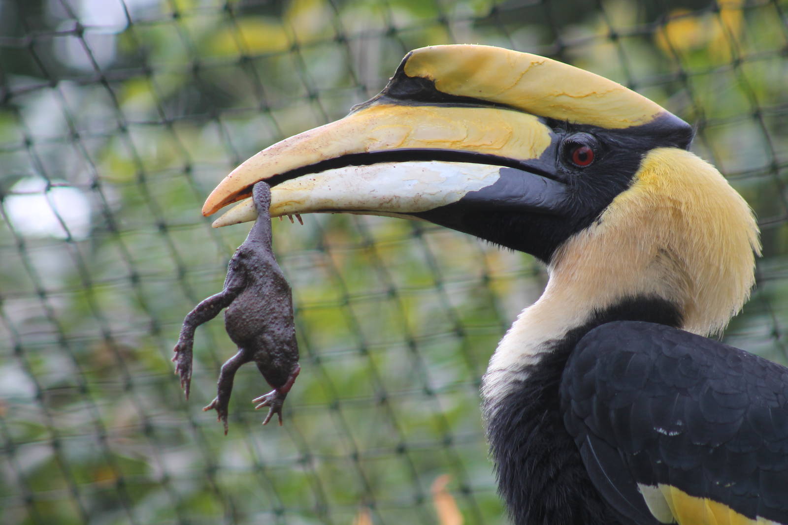 Hornbill - 28th October 2012
