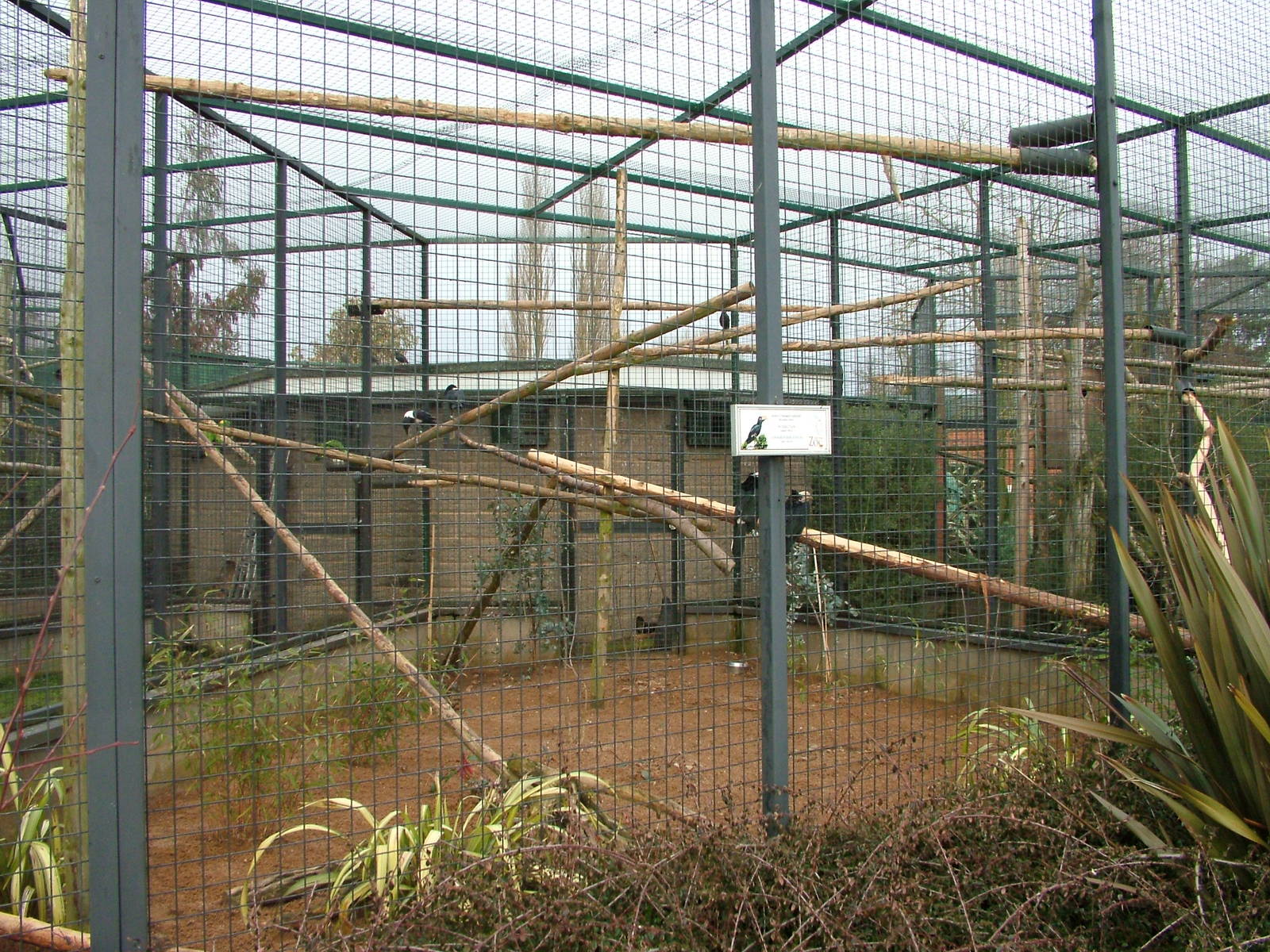 Hornbill and Crow aviary at Twycross 24/01/10