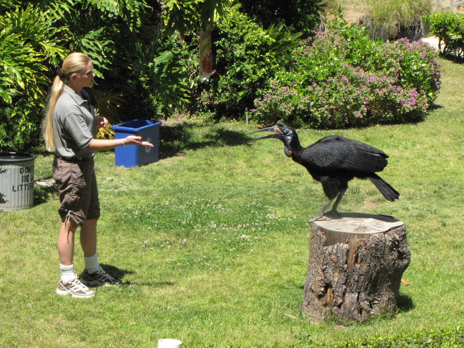 Hornbill and Trainer - World of Birds Show