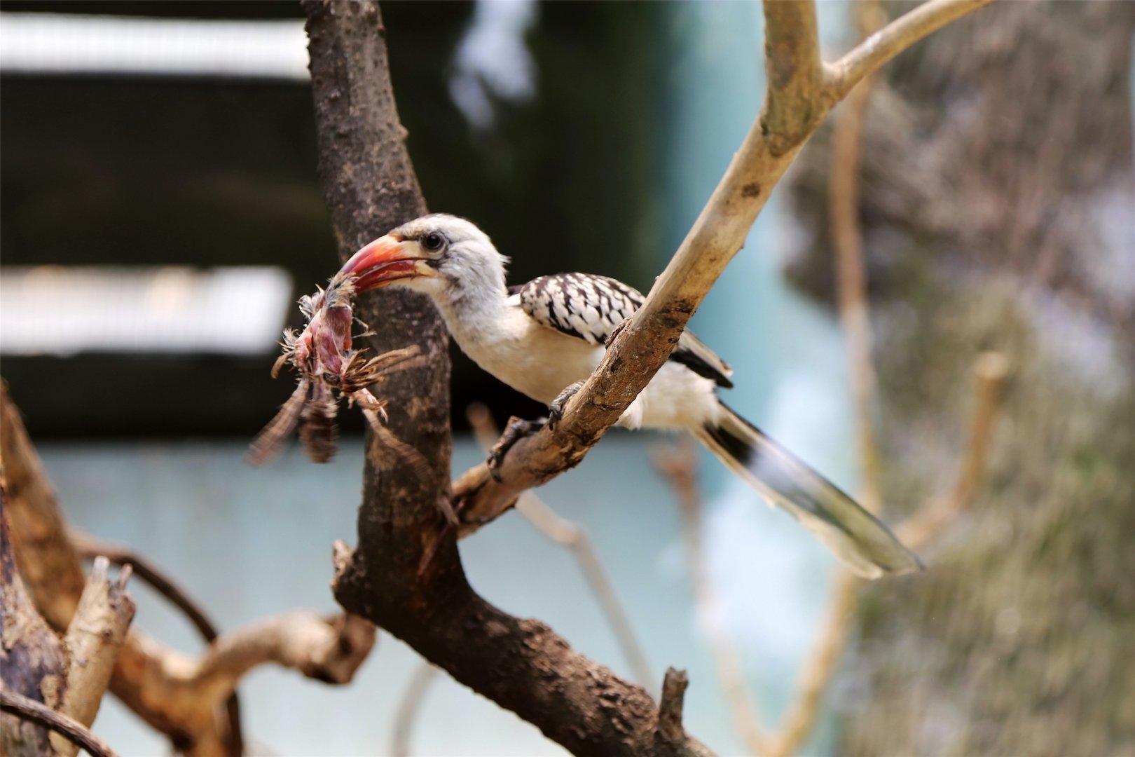 Hornbill and (unlucky) Sparrow