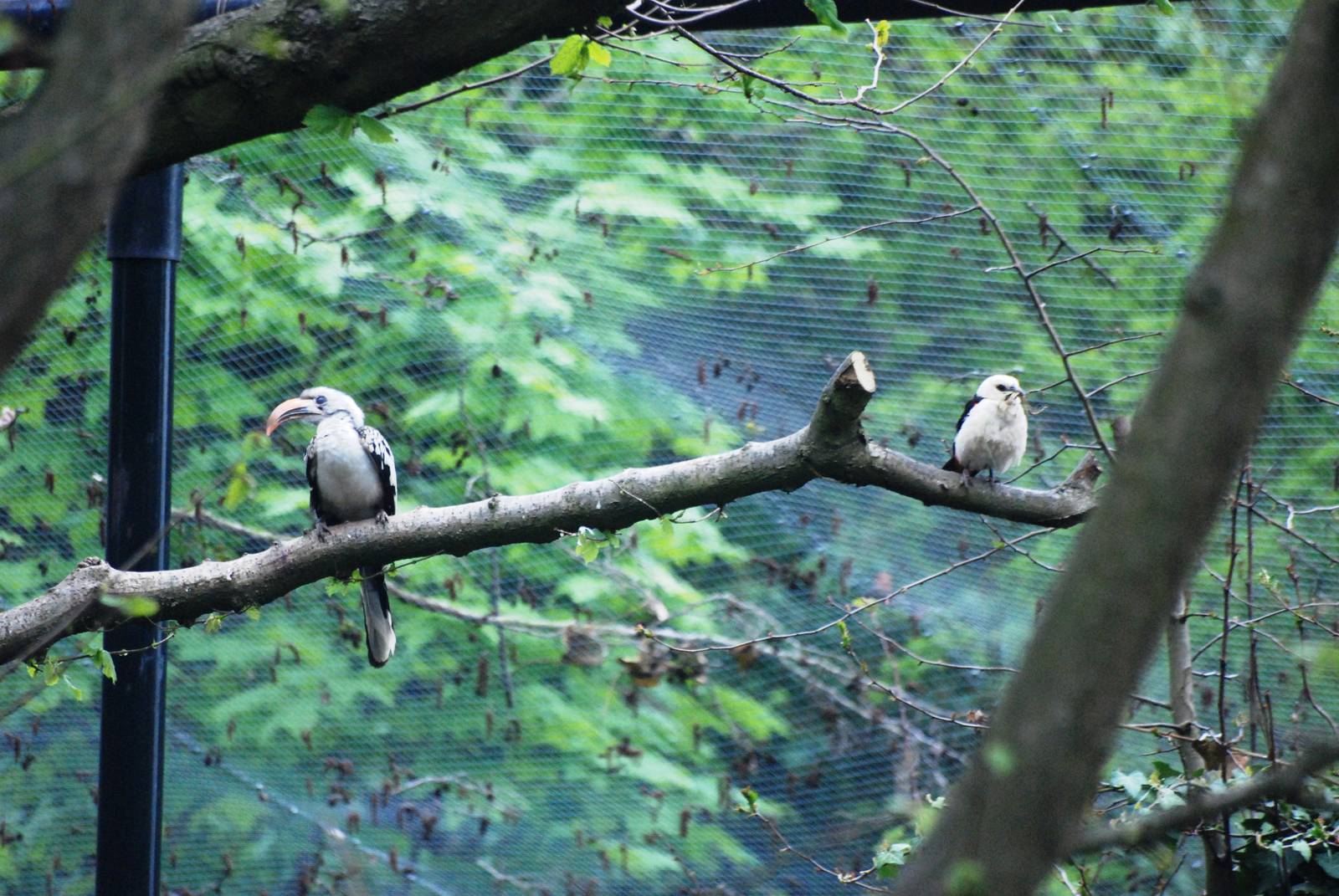 Hornbill and Weaver at Tropical Birdland, 18/05/13