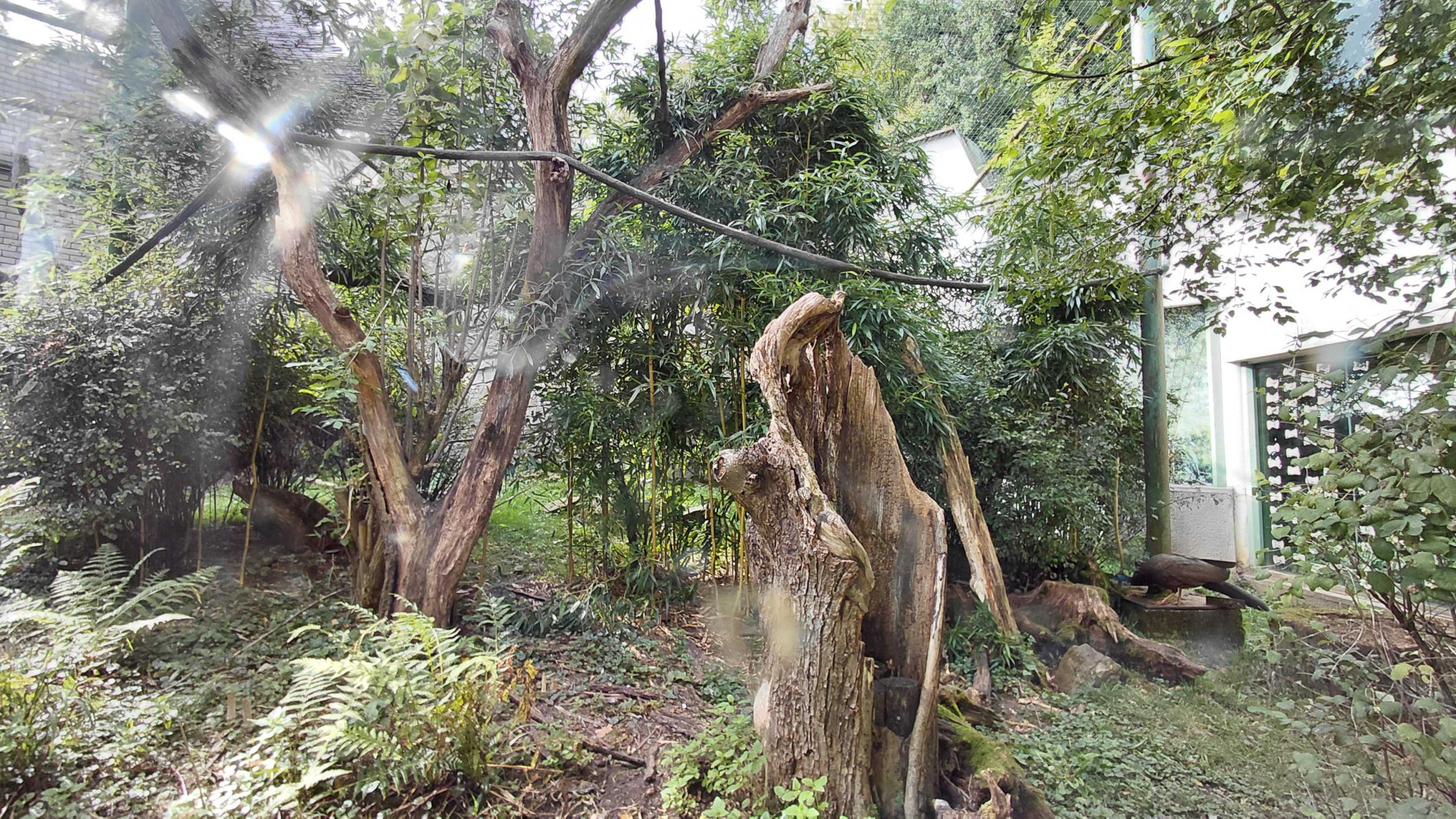 Hornbill + argus exhibit