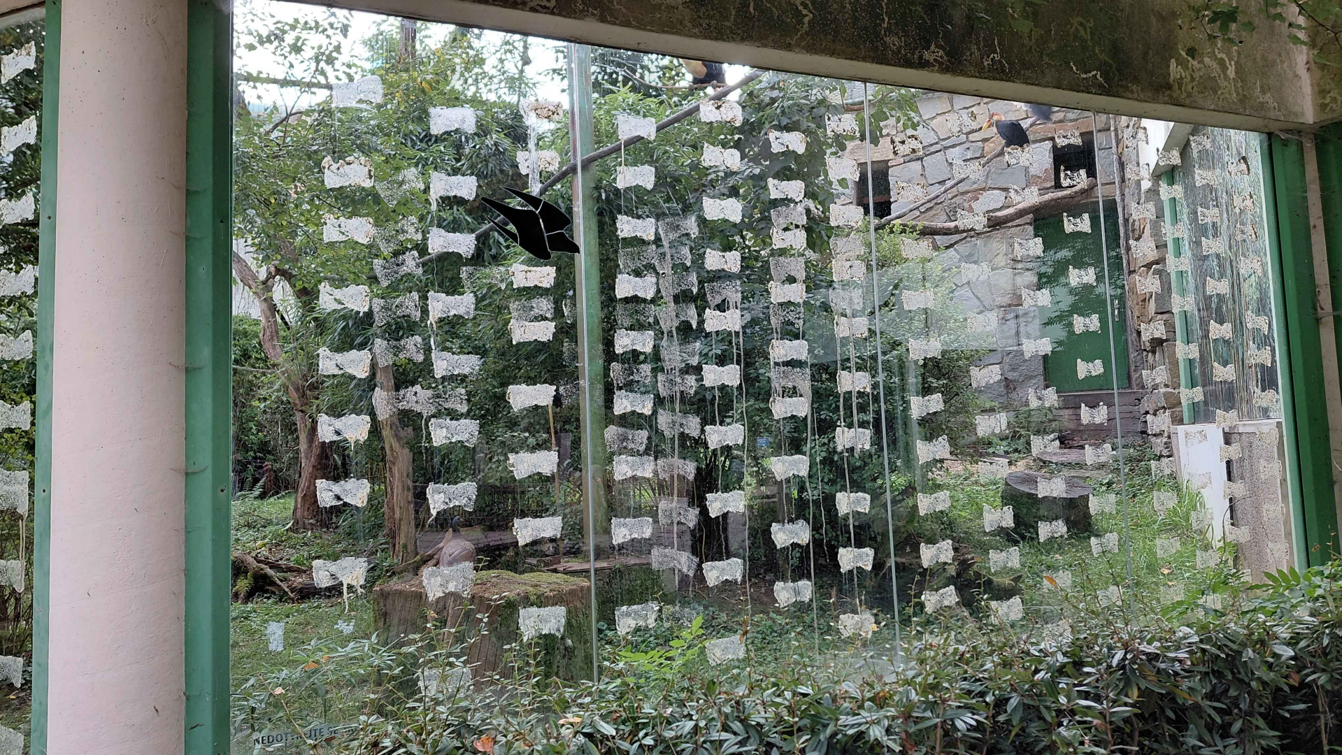 Hornbill + argus exhibit