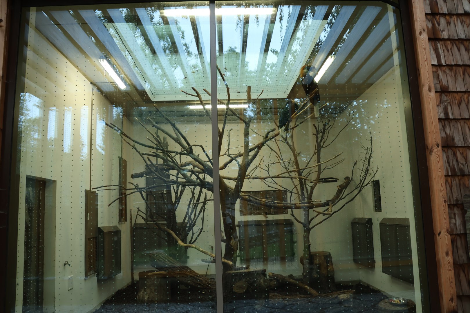 Hornbill aviaries - Blyth's or Papuan wreathed hornbill (Rhyticeros plicatus)