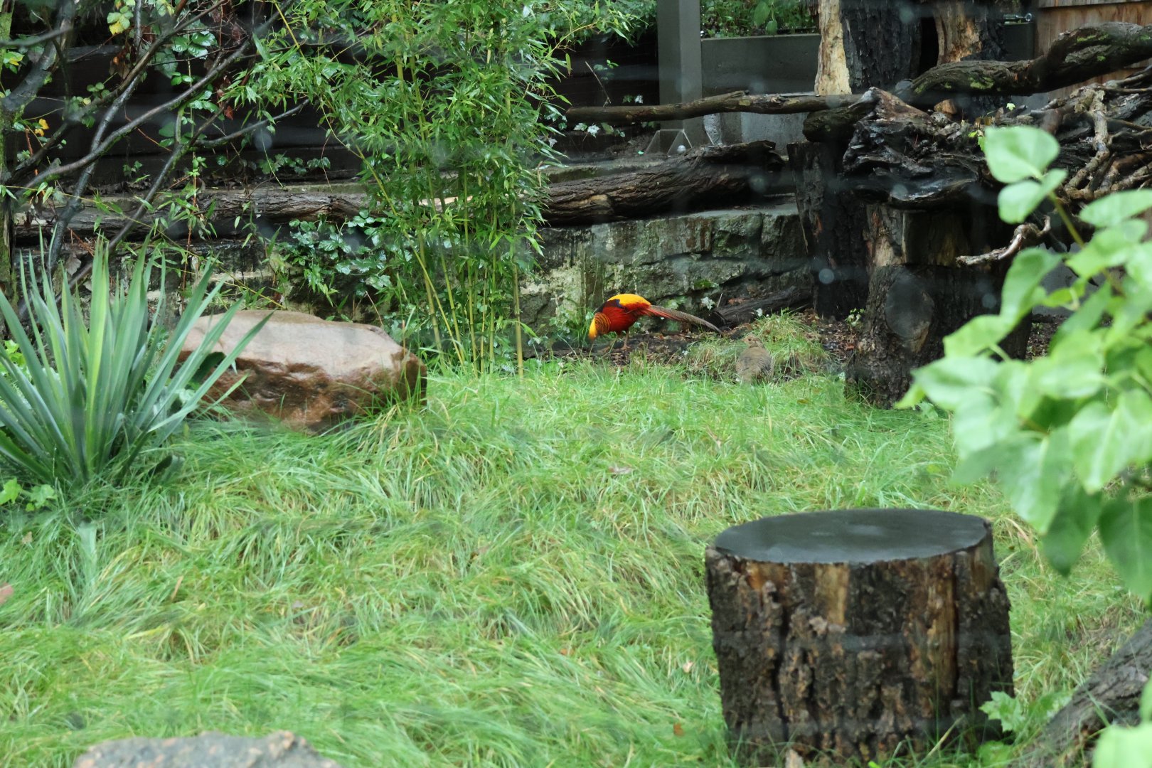 Hornbill aviaries - Golden pheasant (Chrysolophus pictus)