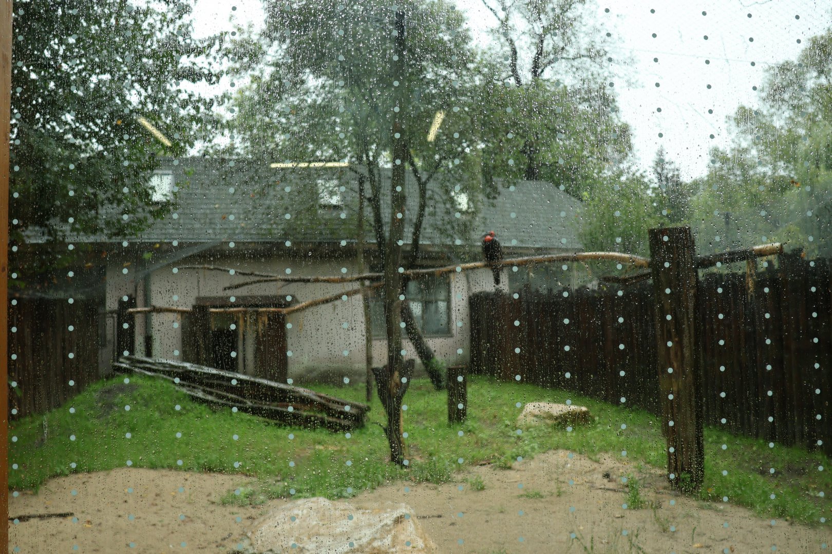 Hornbill aviaries - Southern ground hornbill (Bucorvus leadbeateri)