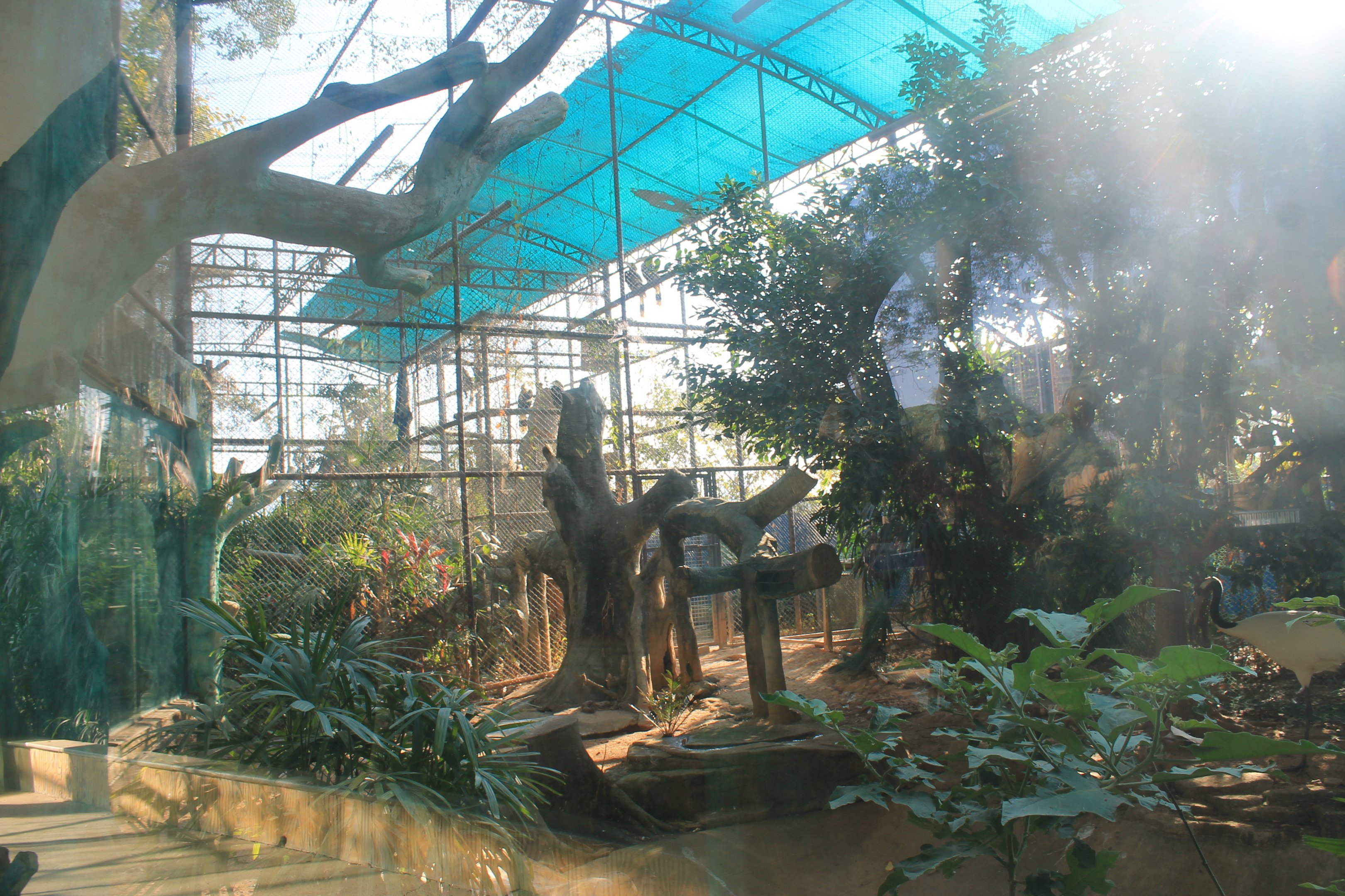 Hornbill aviaries