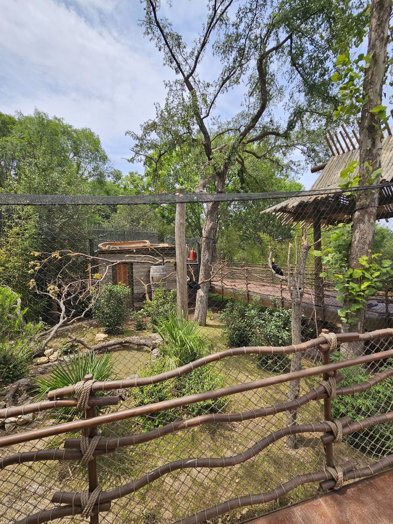 Hornbill aviary again