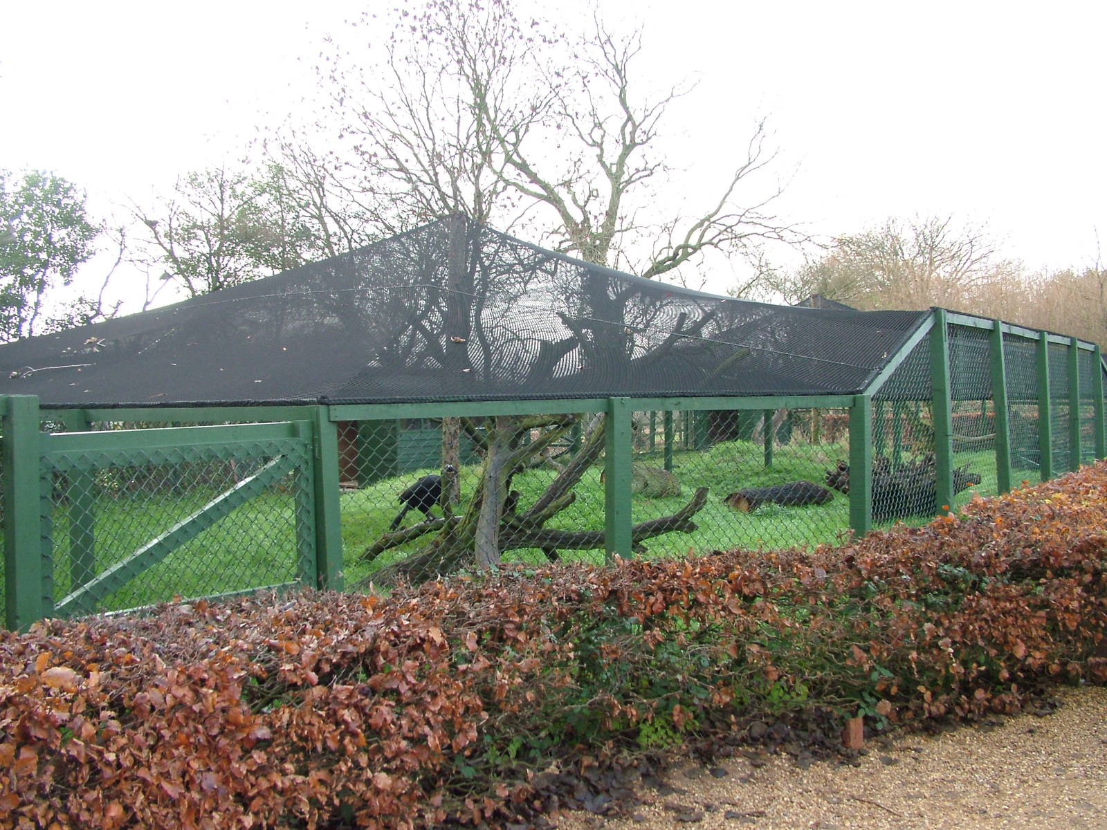 Hornbill aviary at Twycross Nov 08