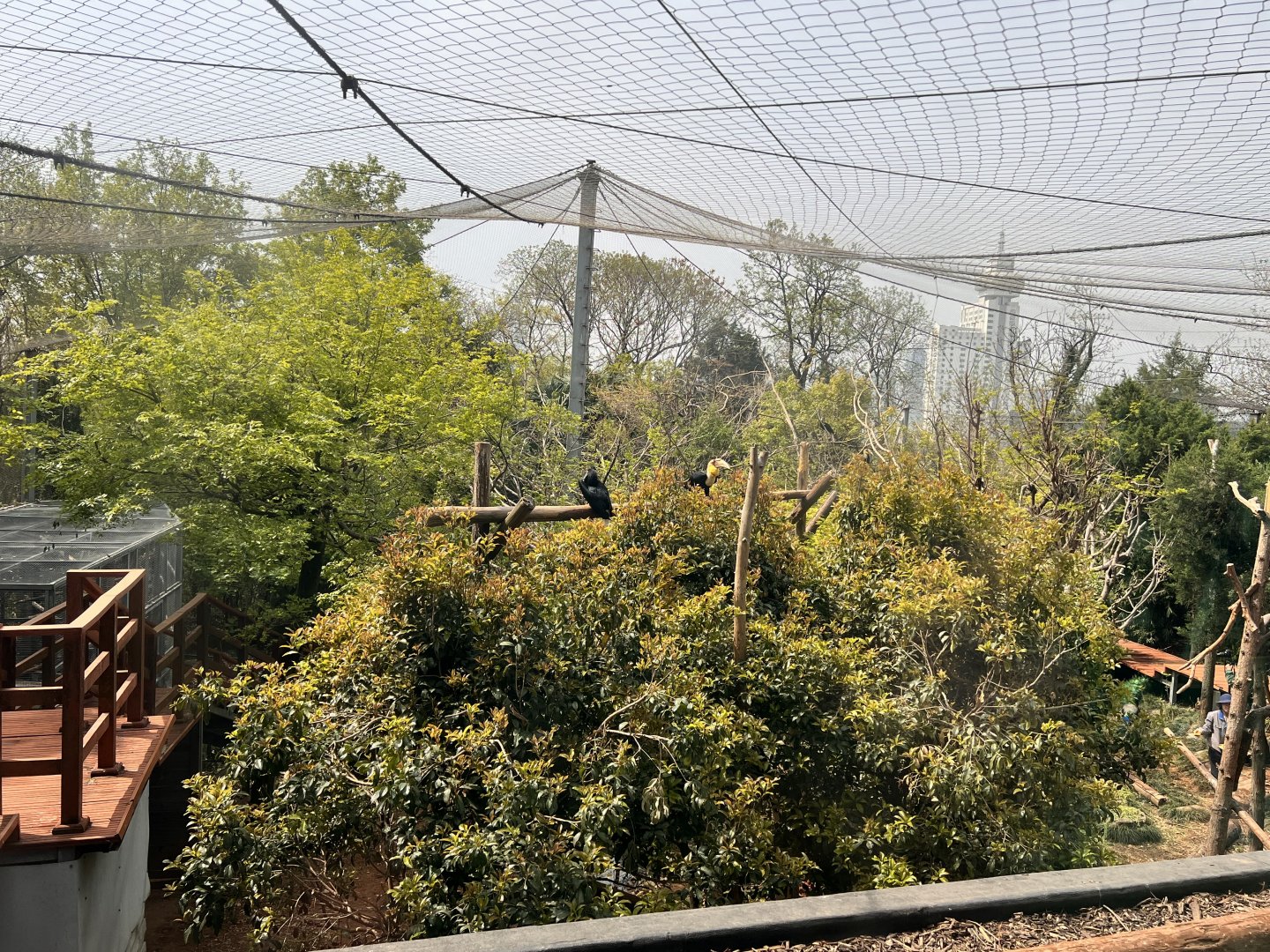 Hornbill Aviary