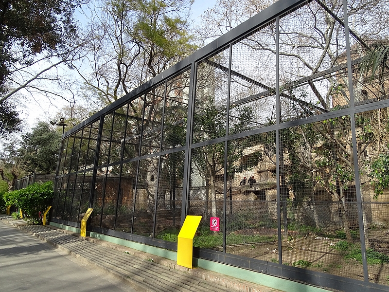 Hornbill/bird of prey enclosure