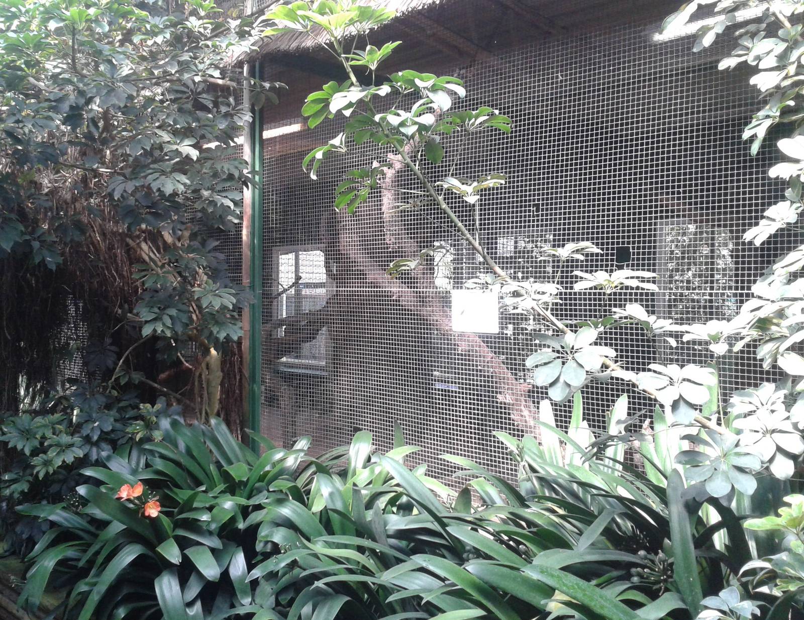 Hornbill breeding aviary